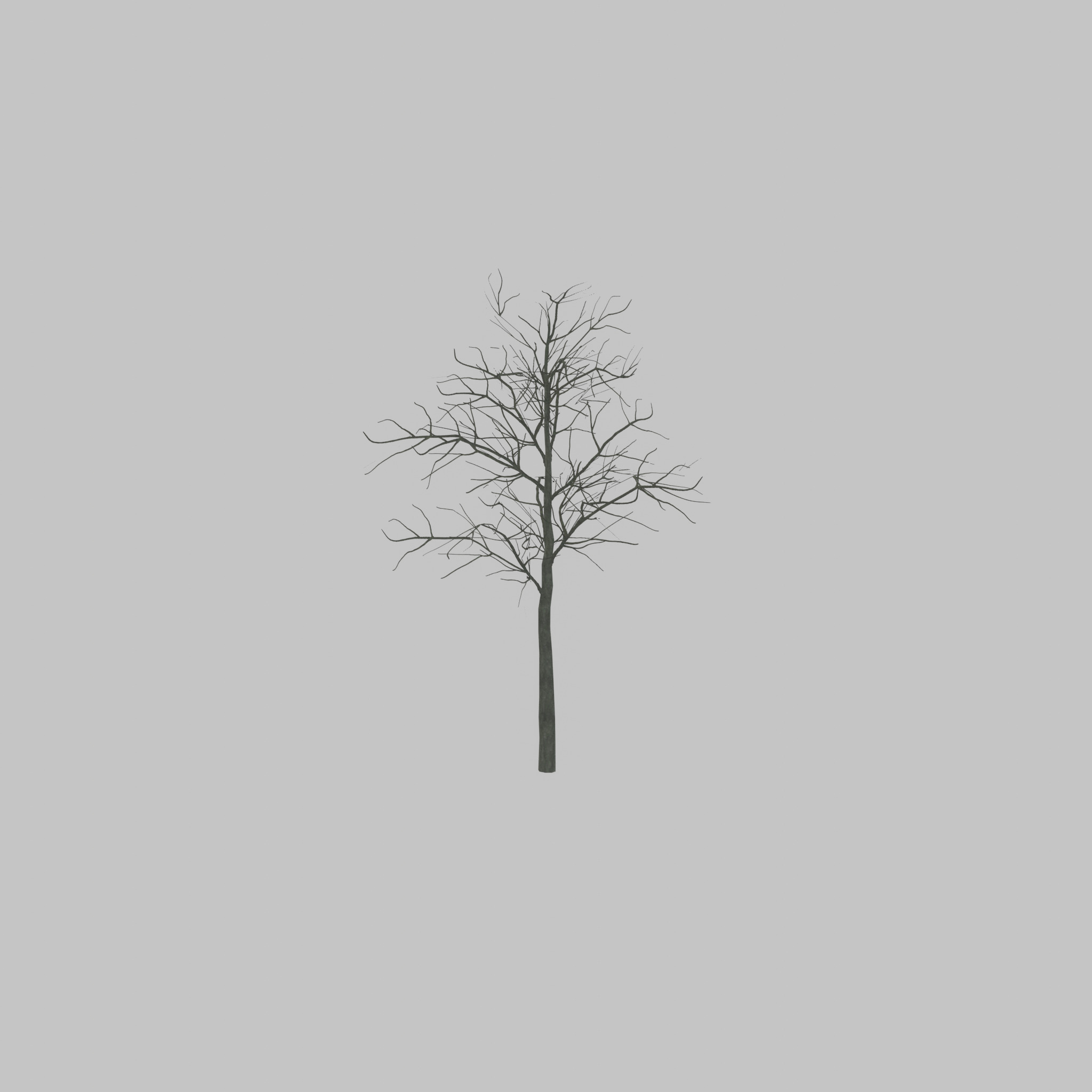 Japanese pagoda tree winter 8000mm Low-poly 3D model_51