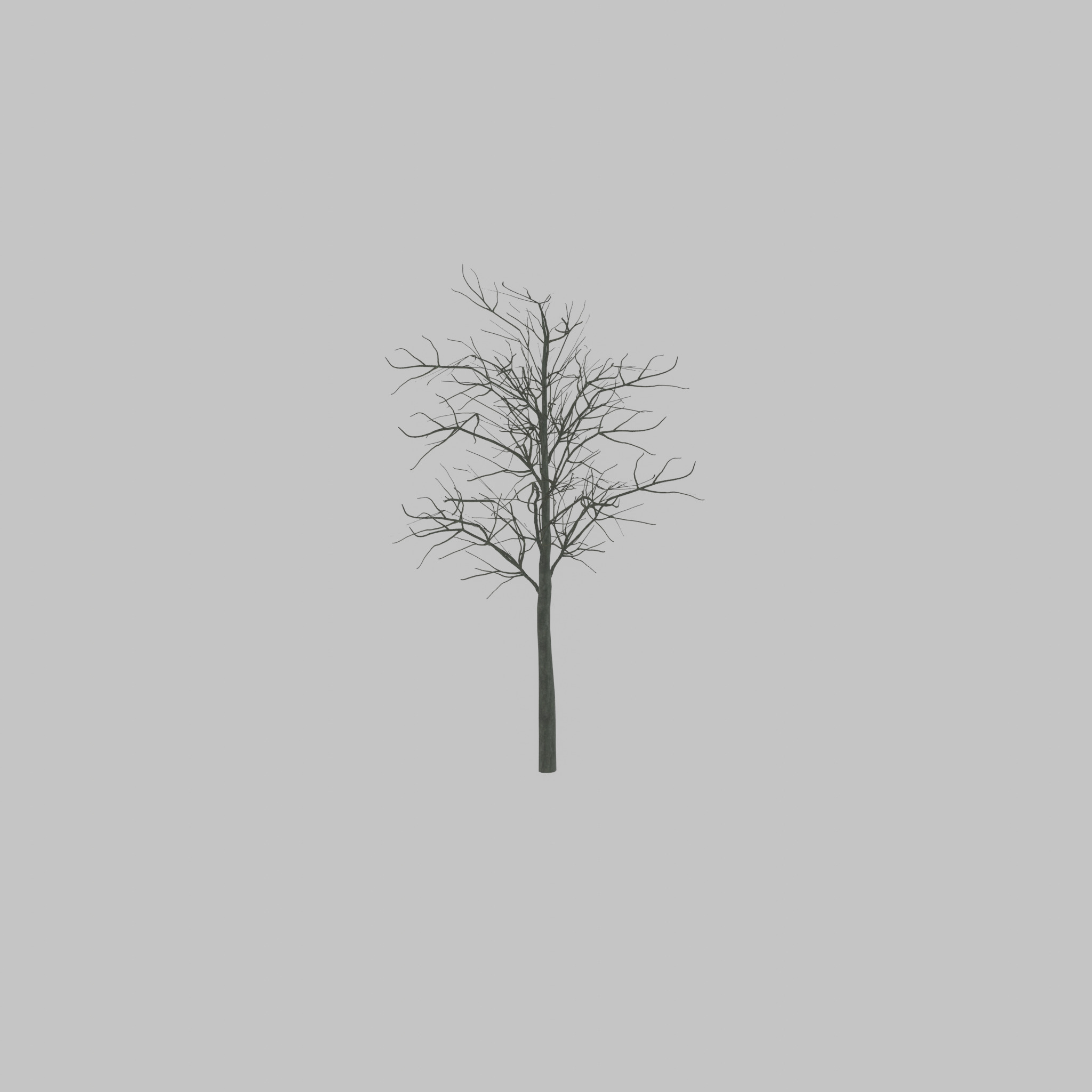 Japanese pagoda tree winter 8000mm Low-poly 3D model_22