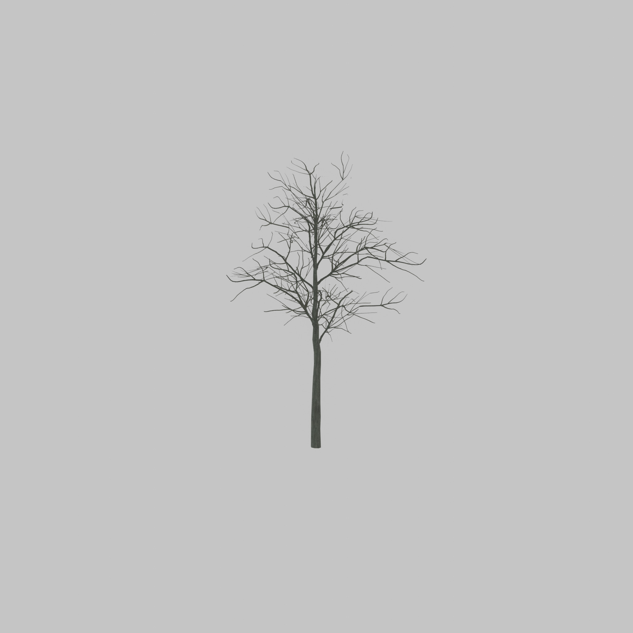 Japanese pagoda tree winter 8000mm Low-poly 3D model_35