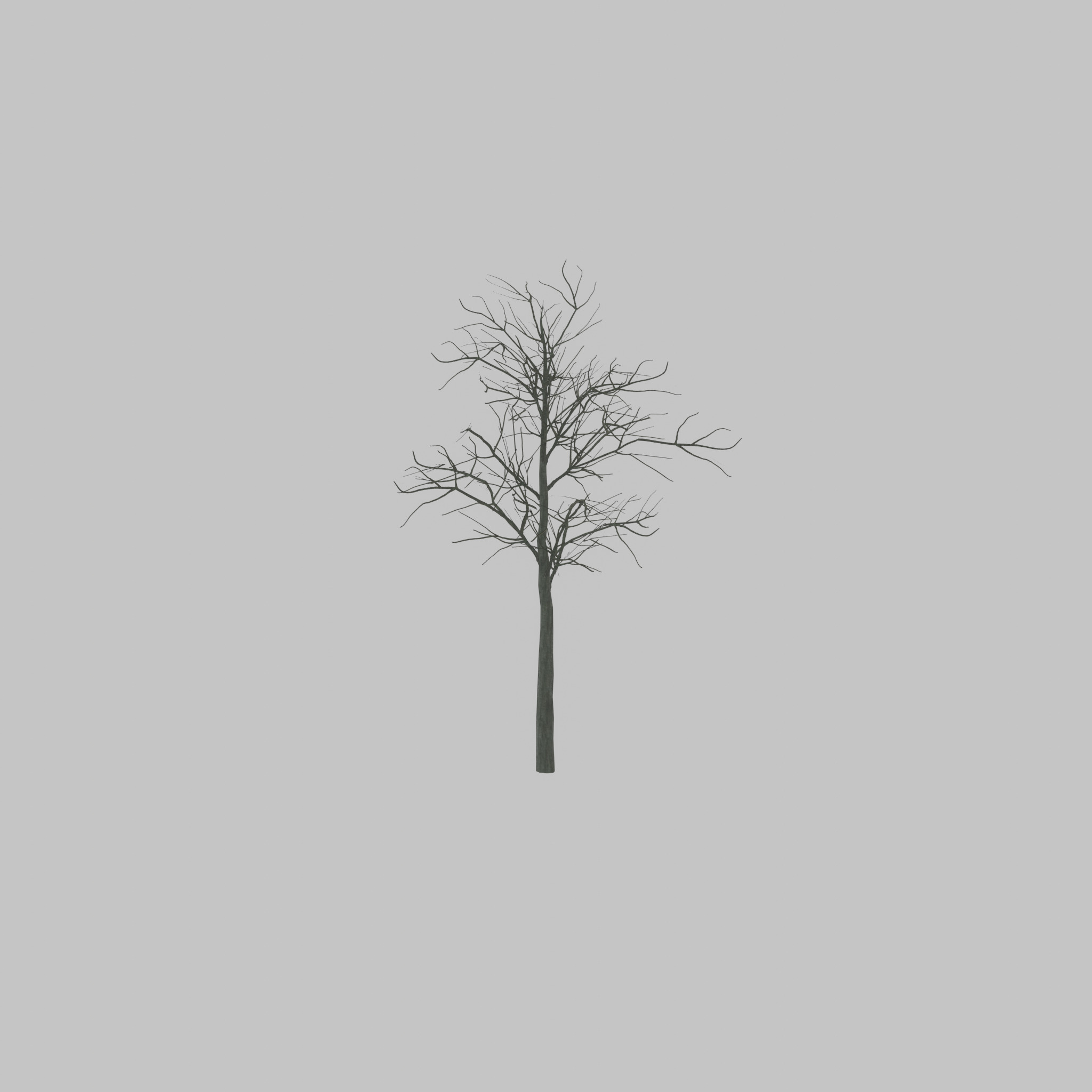 Japanese pagoda tree winter 8000mm Low-poly 3D model_33