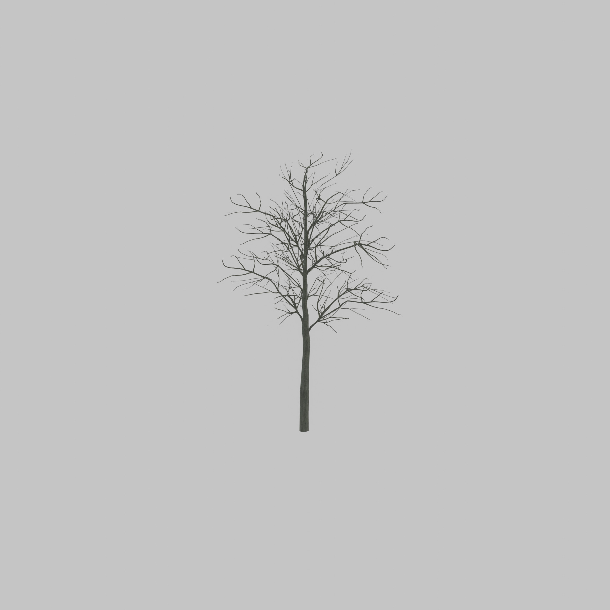 Japanese pagoda tree winter 8000mm Low-poly 3D model_40