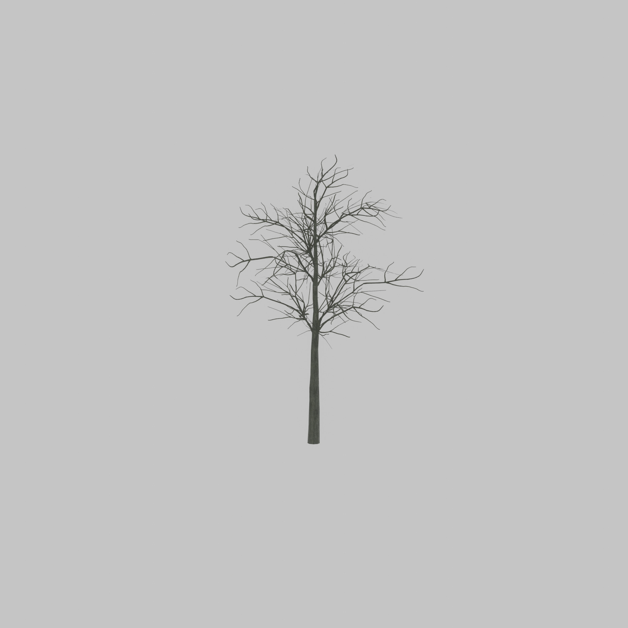 Japanese pagoda tree winter 8000mm Low-poly 3D model_48