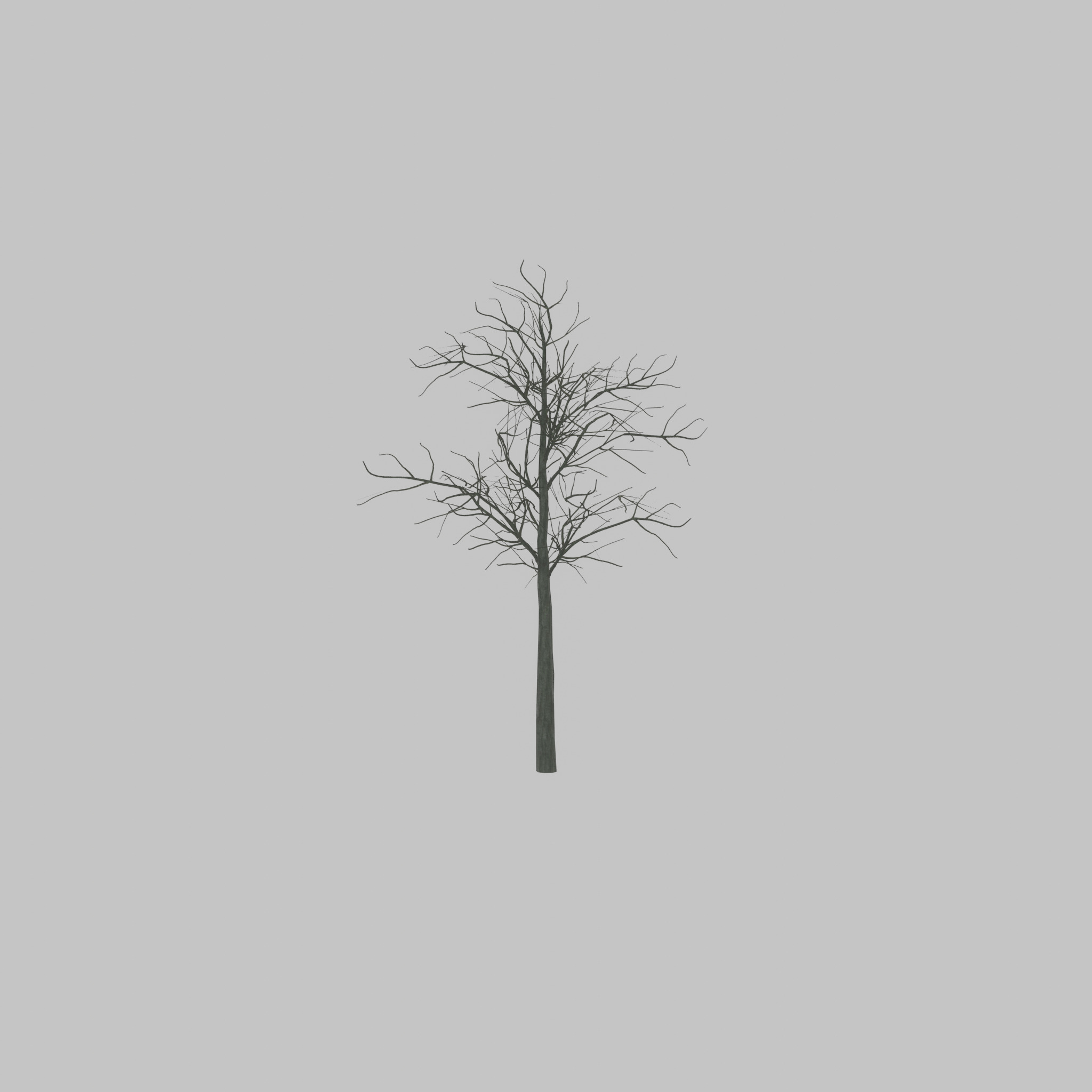 Japanese pagoda tree winter 8000mm Low-poly 3D model_29