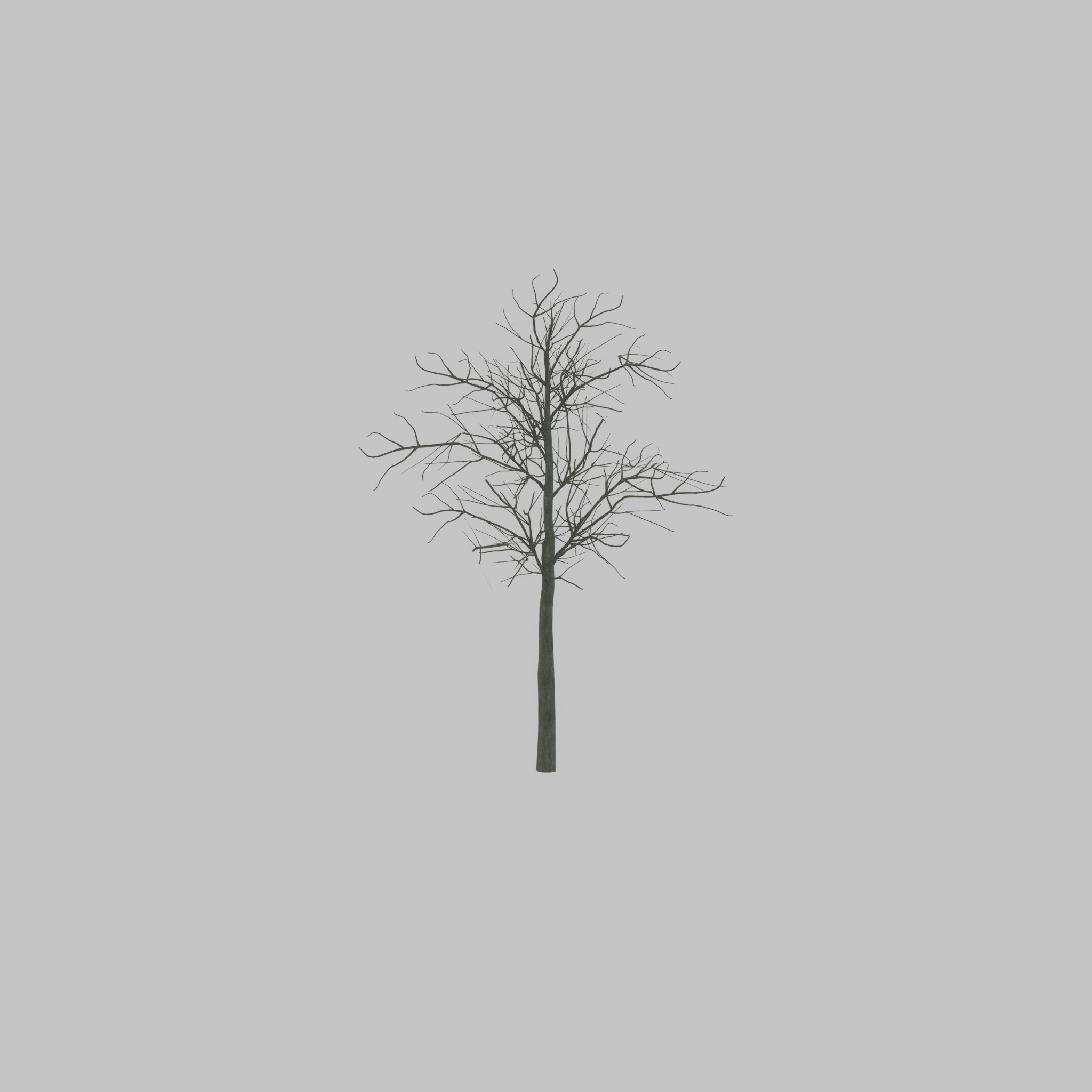 Japanese pagoda tree winter 8000mm Low-poly 3D model_50