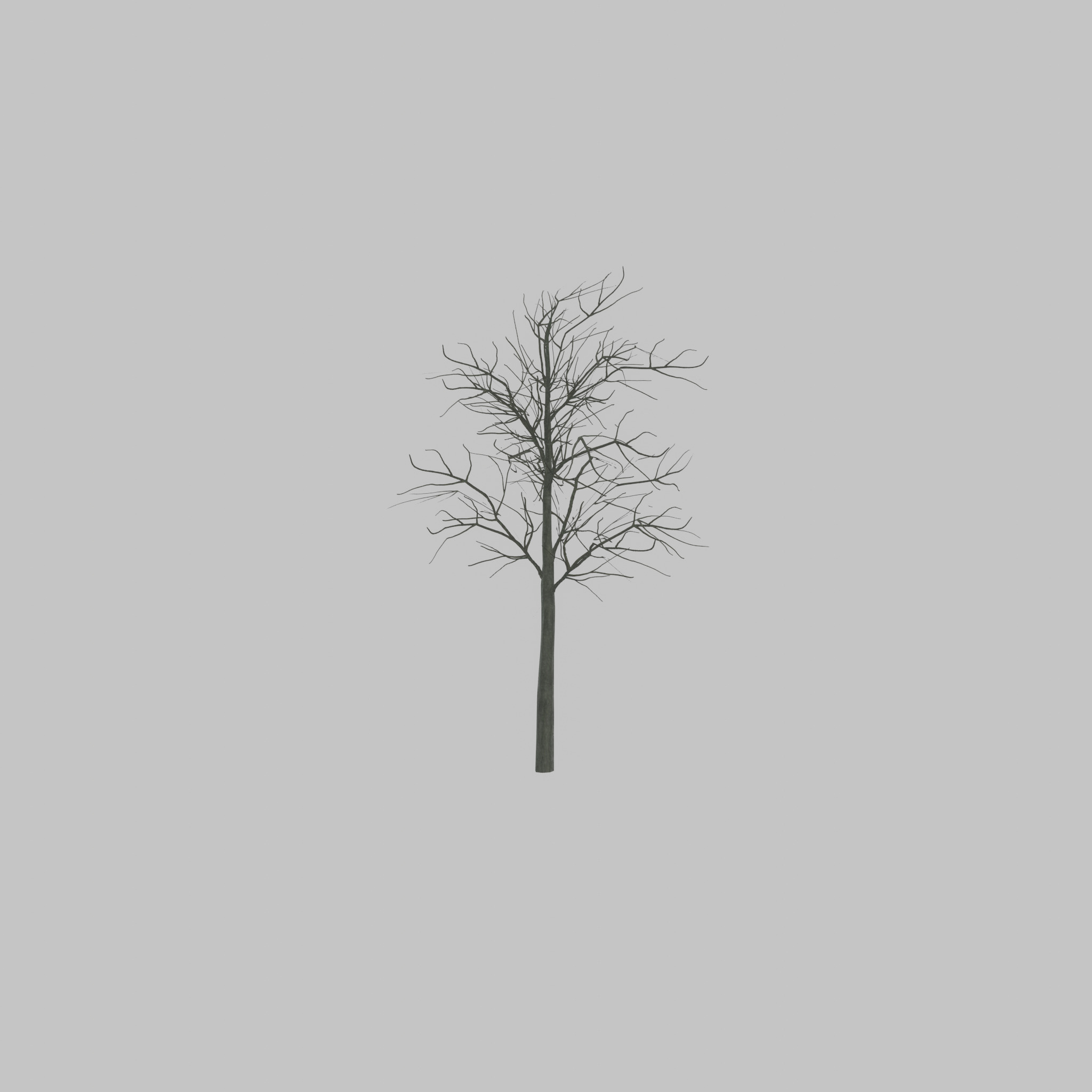 Japanese pagoda tree winter 8000mm Low-poly 3D model_44
