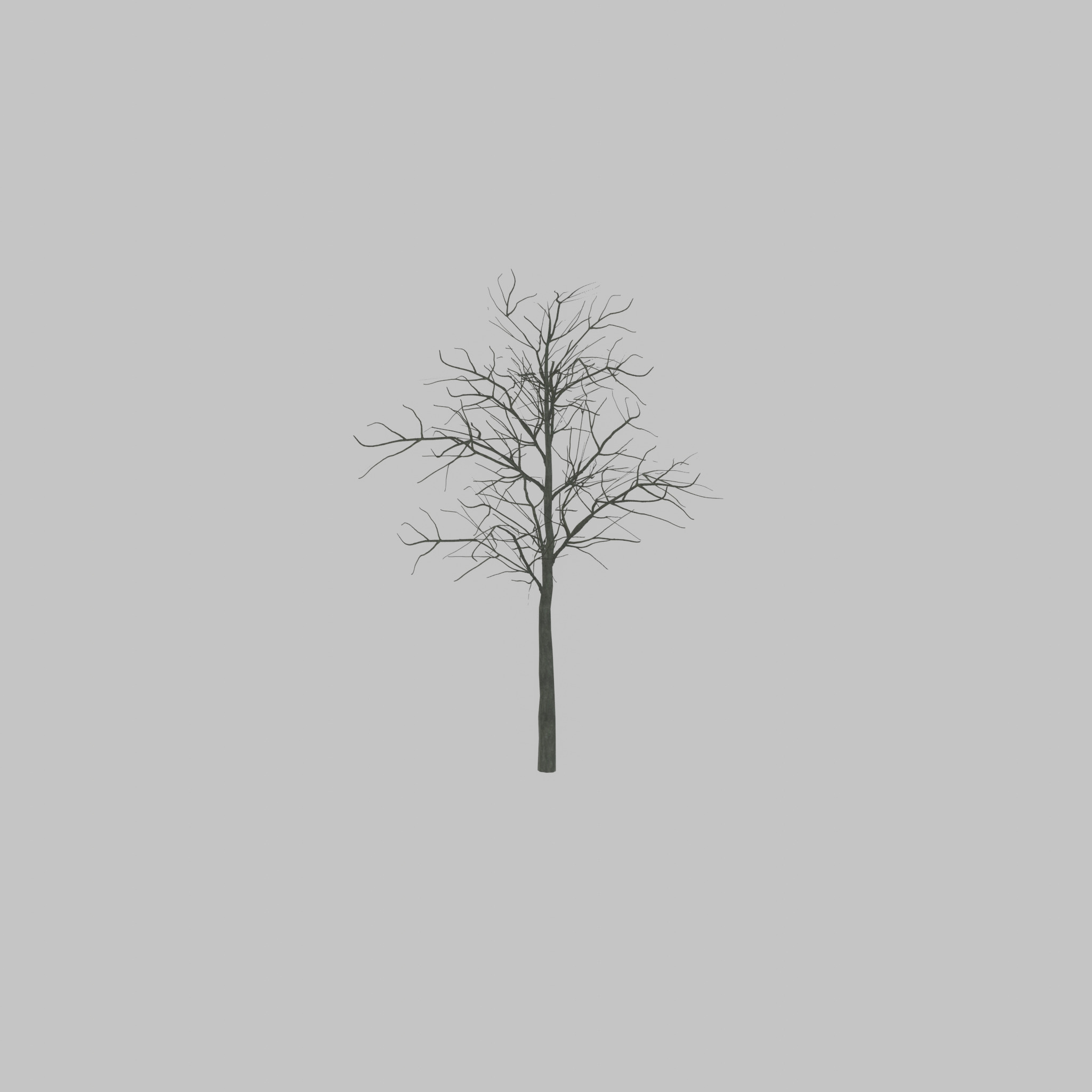 Japanese pagoda tree winter 8000mm Low-poly 3D model_43