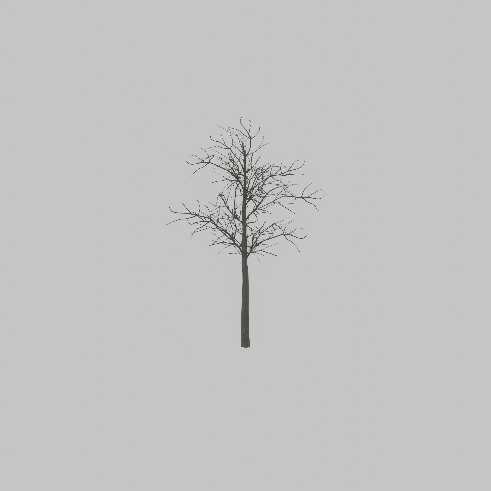Japanese pagoda tree winter 8000mm Low-poly 3D model_30