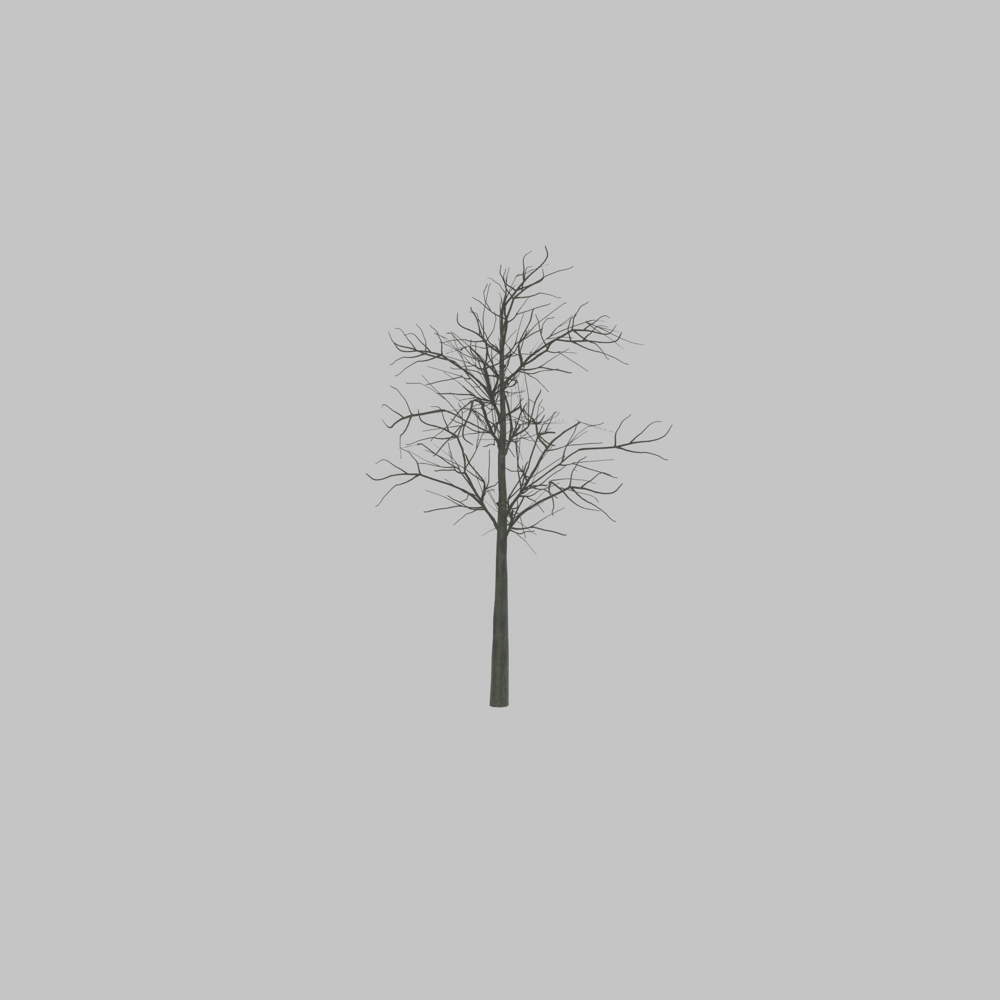 Japanese pagoda tree winter 8000mm Low-poly 3D model_47