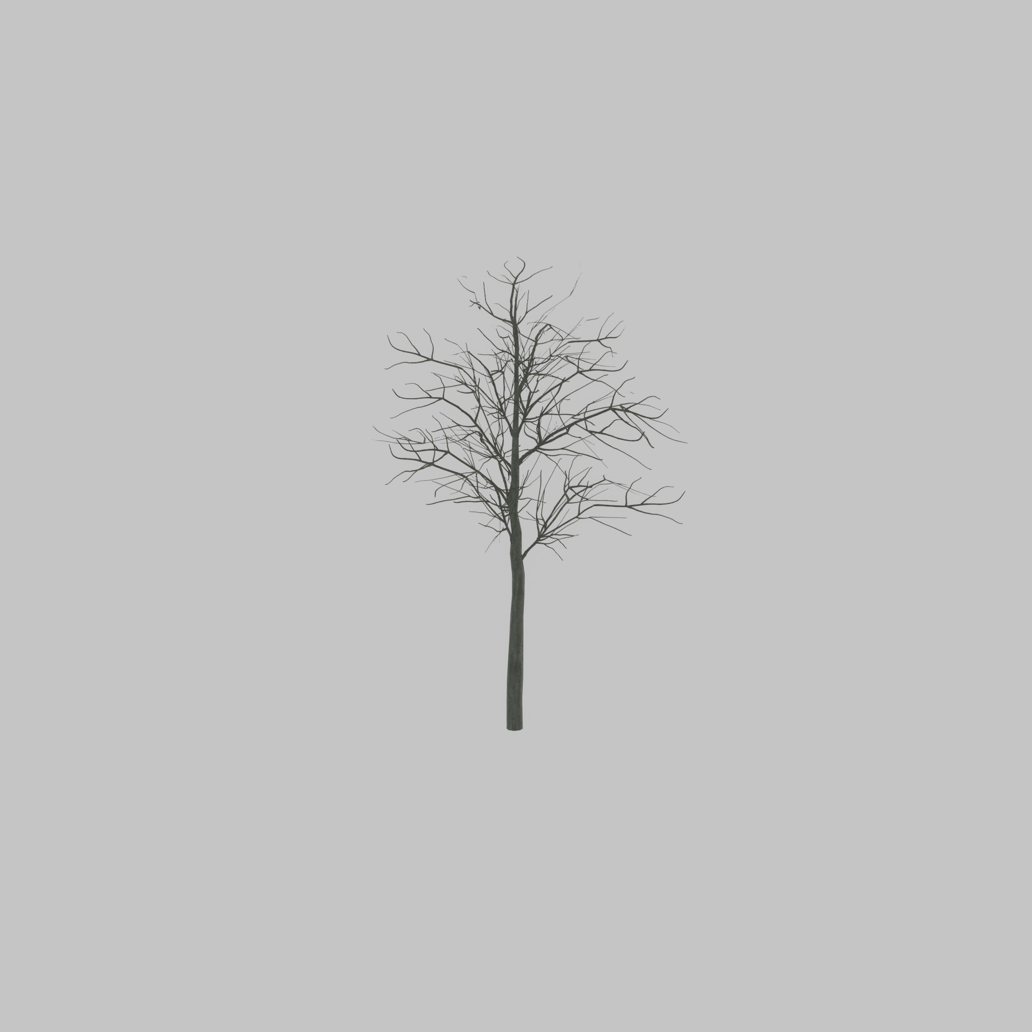 Japanese pagoda tree winter 8000mm Low-poly 3D model_38