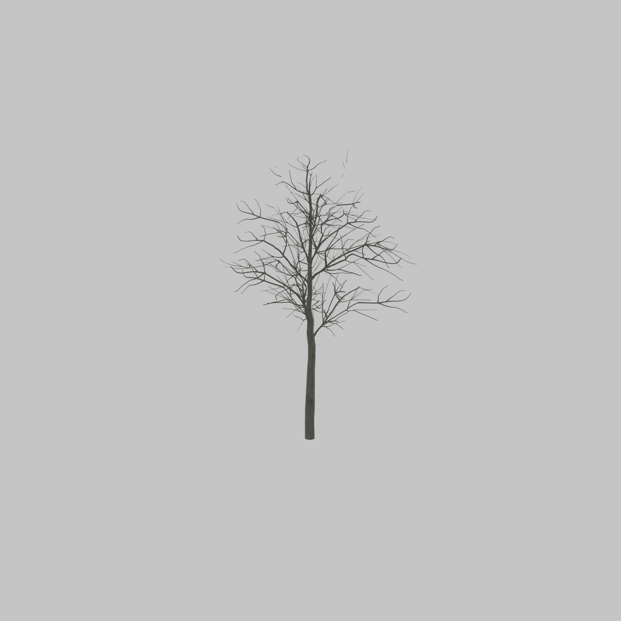 Japanese pagoda tree winter 8000mm Low-poly 3D model_37