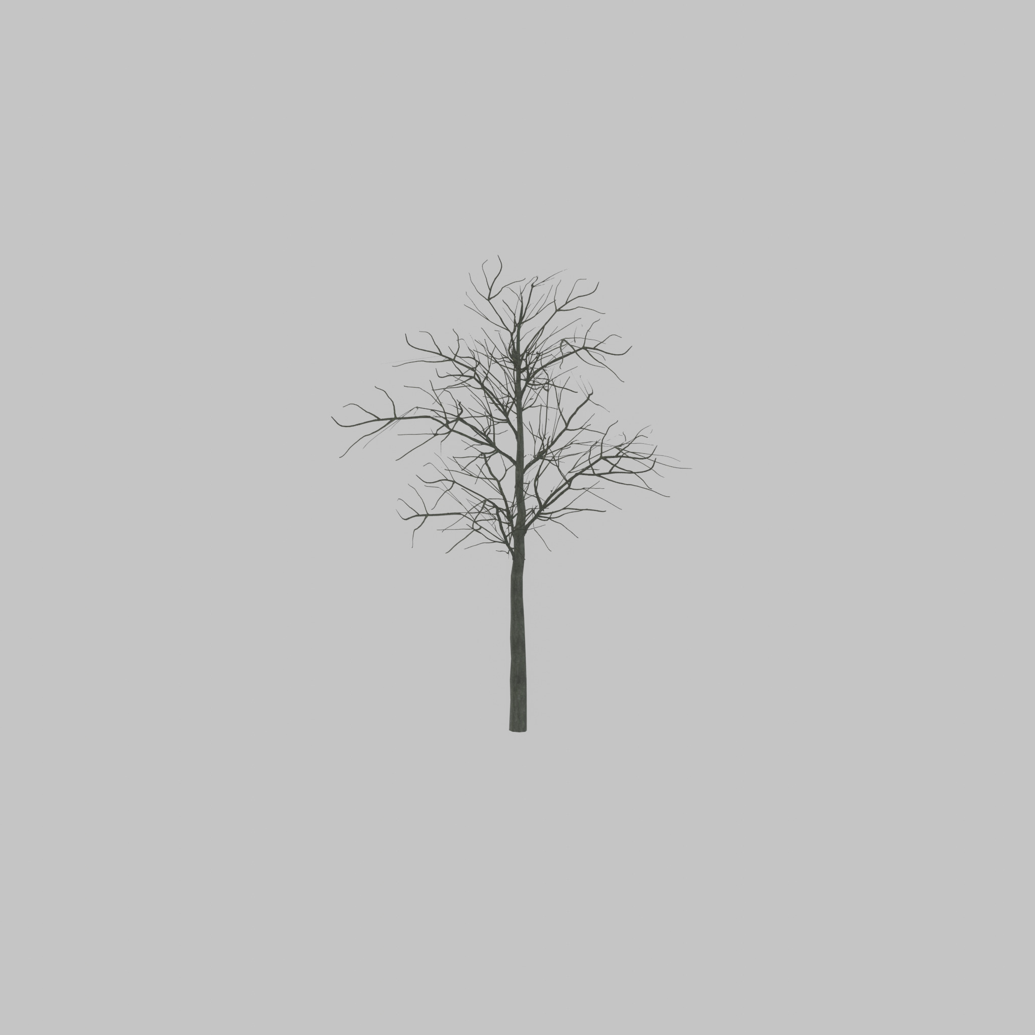 Japanese pagoda tree winter 8000mm Low-poly 3D model_32