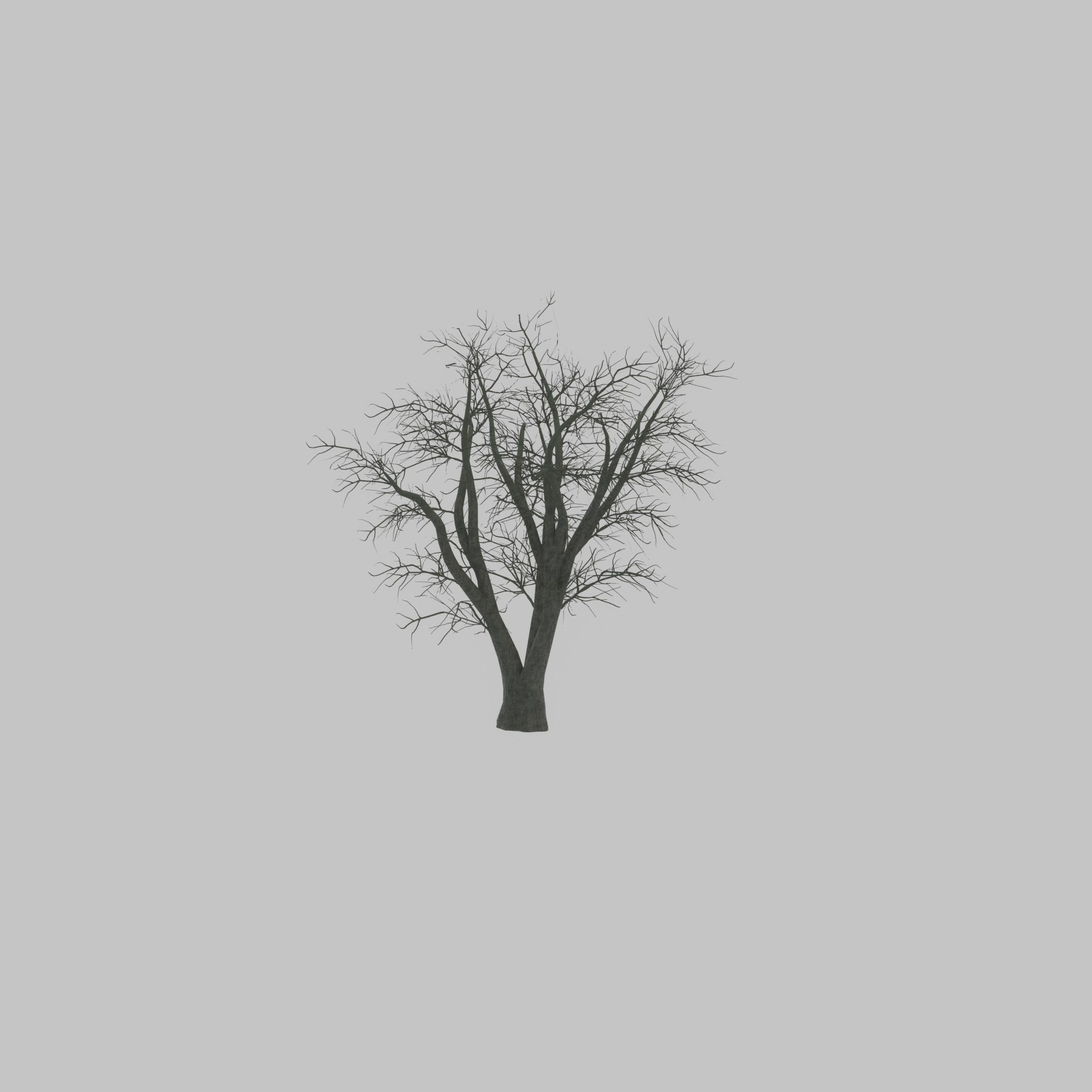 Japanese pagoda tree winter 16000mm Low-poly 3D model_39