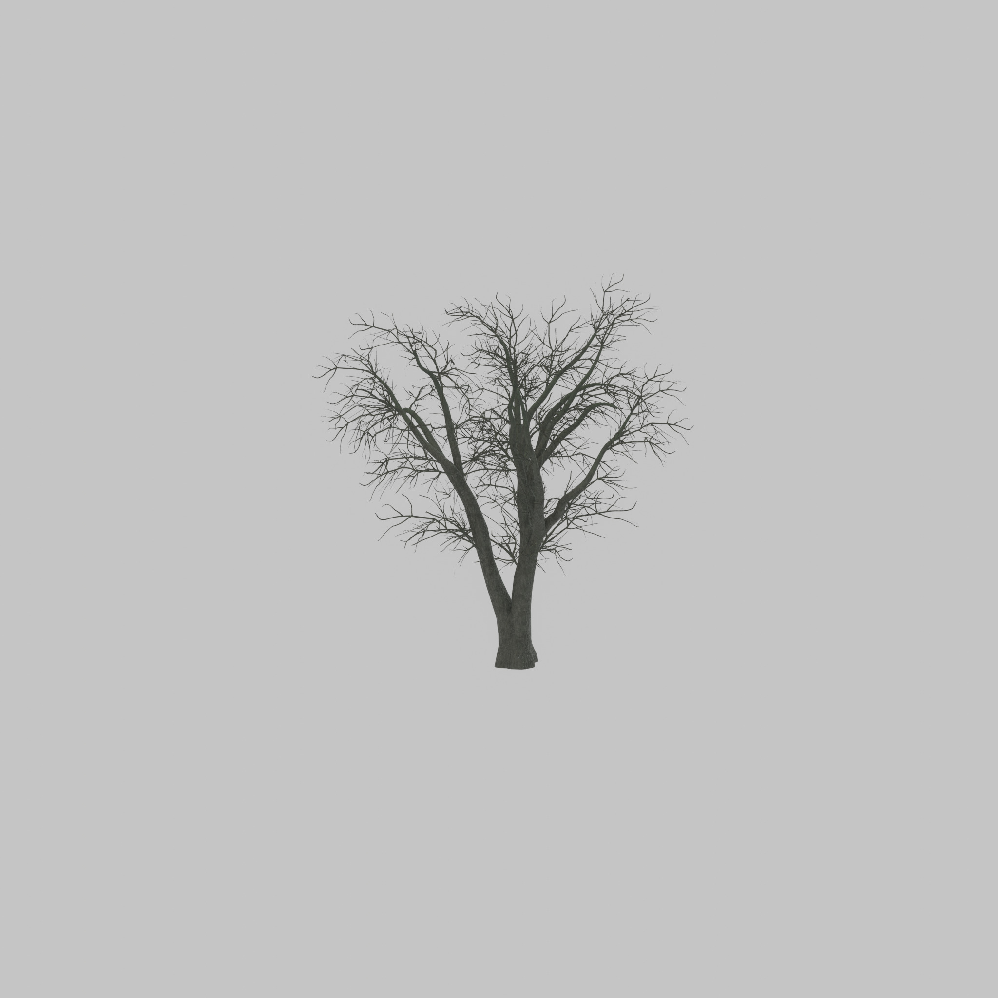 Japanese pagoda tree winter 16000mm Low-poly 3D model_32