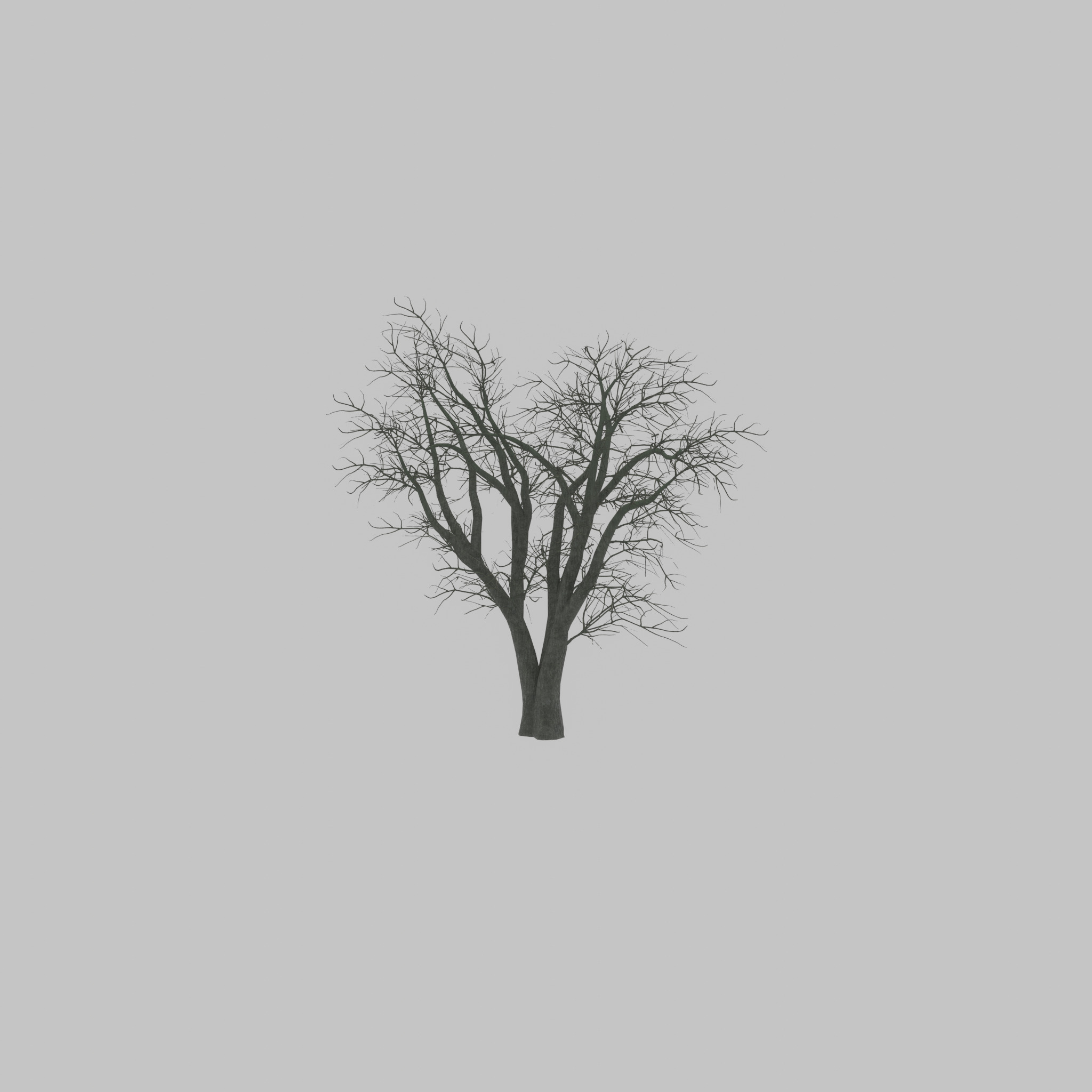 Japanese pagoda tree winter 16000mm Low-poly 3D model_27