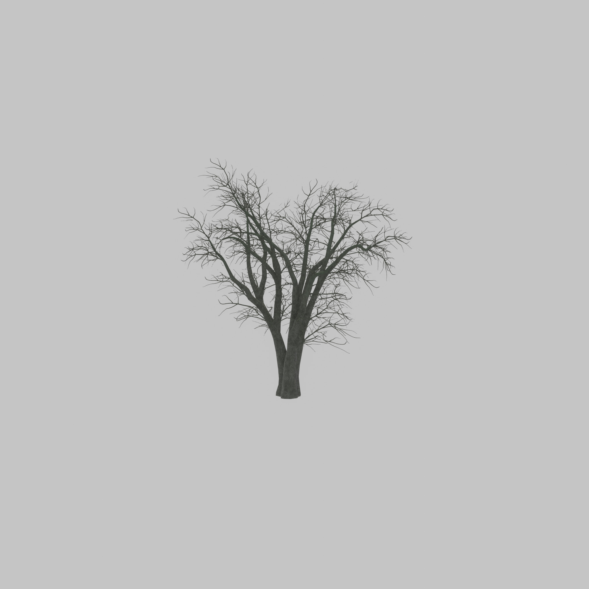Japanese pagoda tree winter 16000mm Low-poly 3D model_29