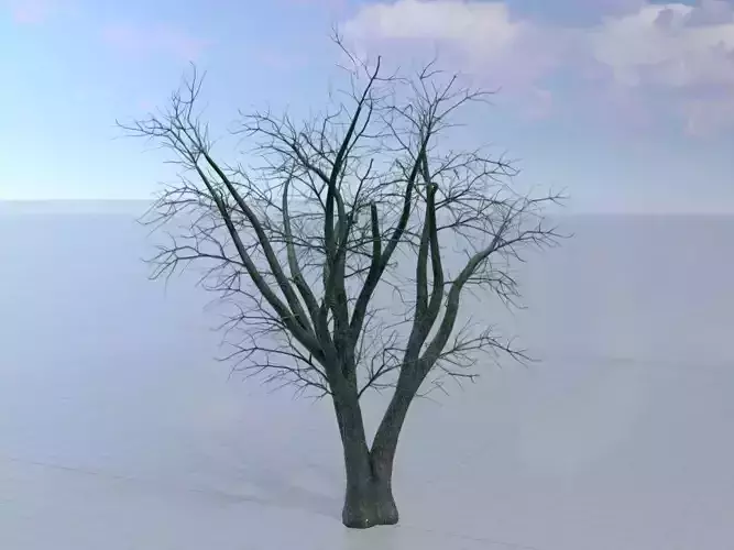 Japanese pagoda tree winter 16000mm