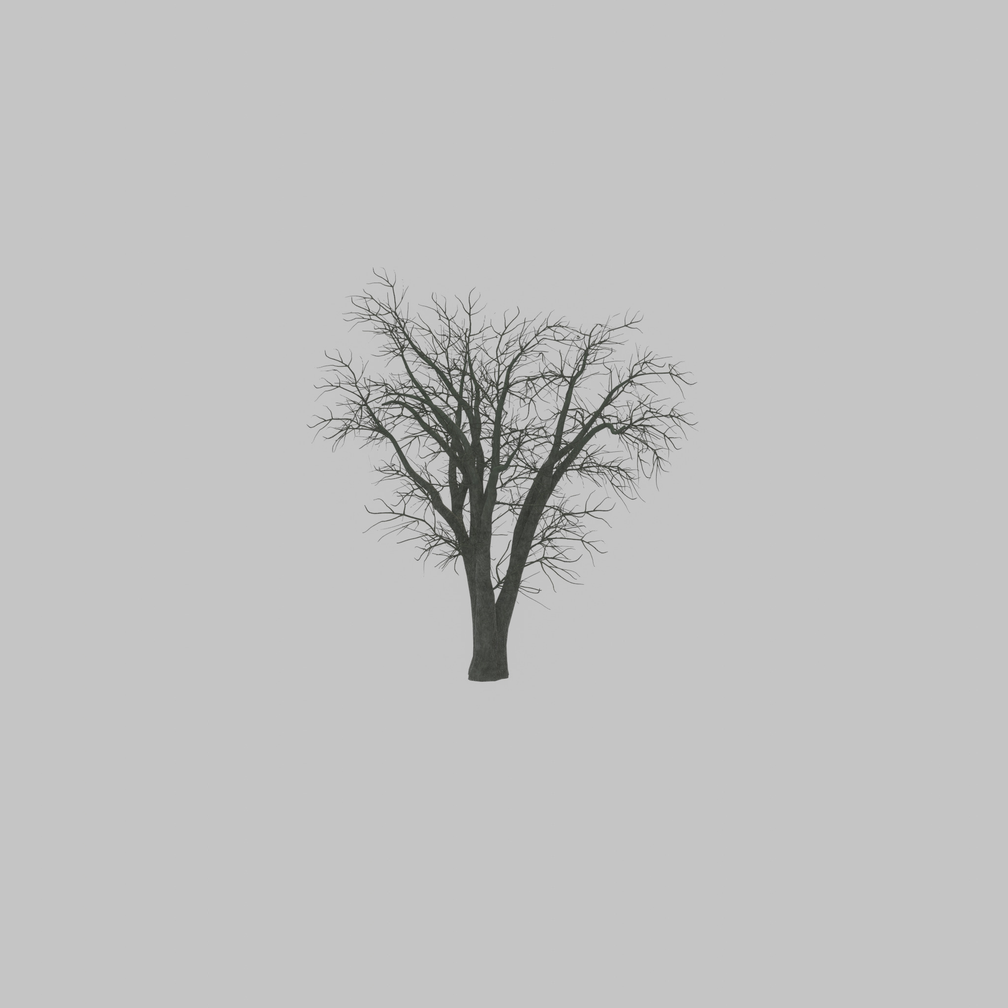 Japanese pagoda tree winter 16000mm Low-poly 3D model_31