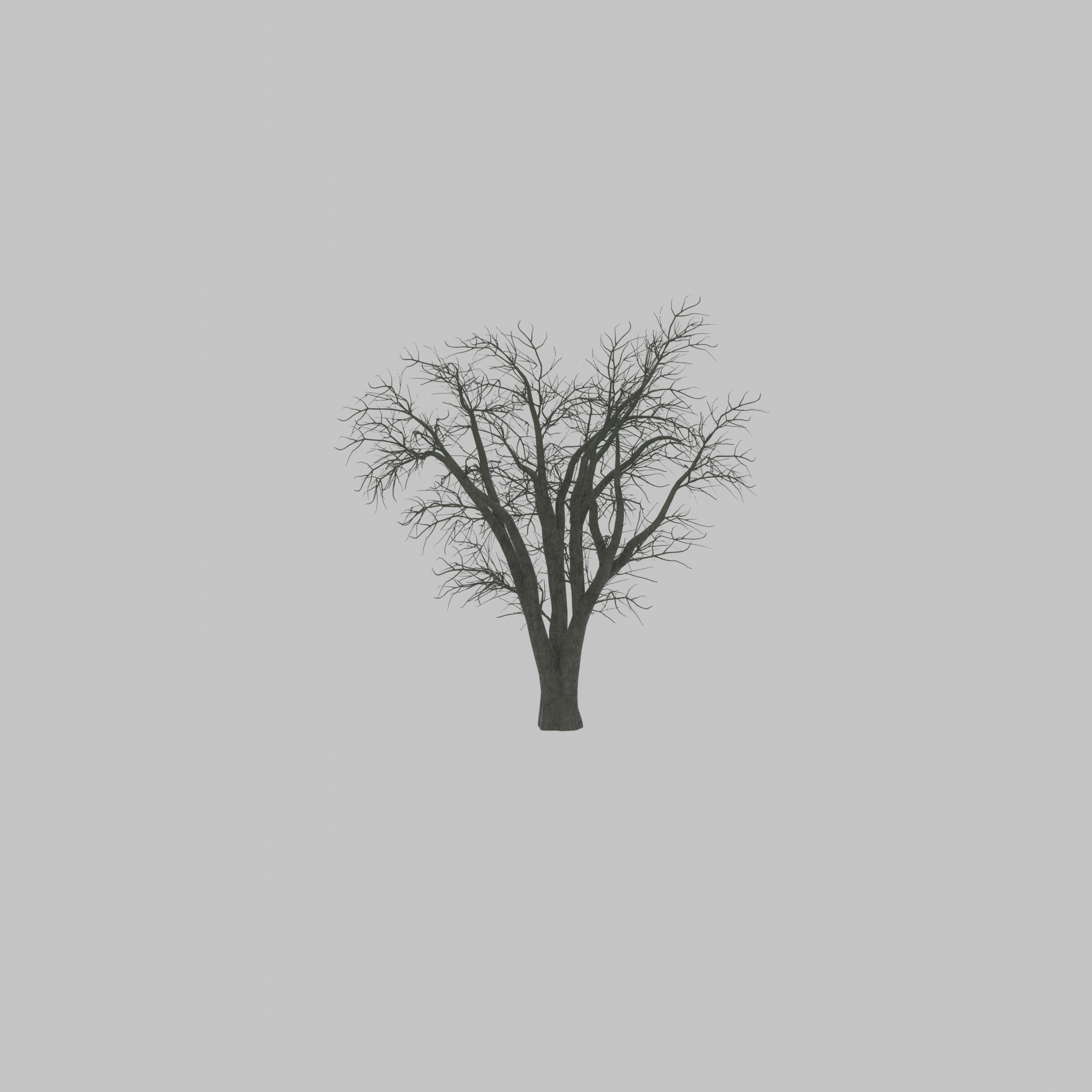 Japanese pagoda tree winter 16000mm Low-poly 3D model_50