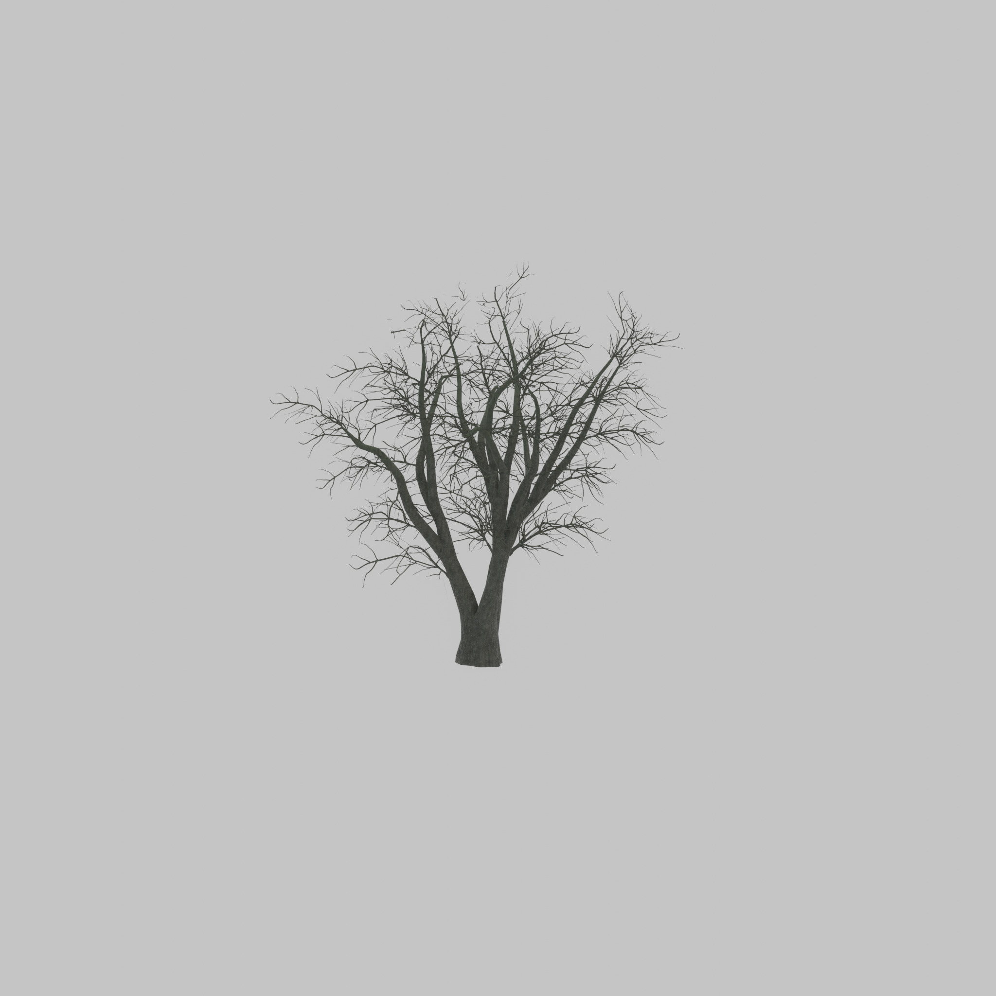 Japanese pagoda tree winter 16000mm Low-poly 3D model_40