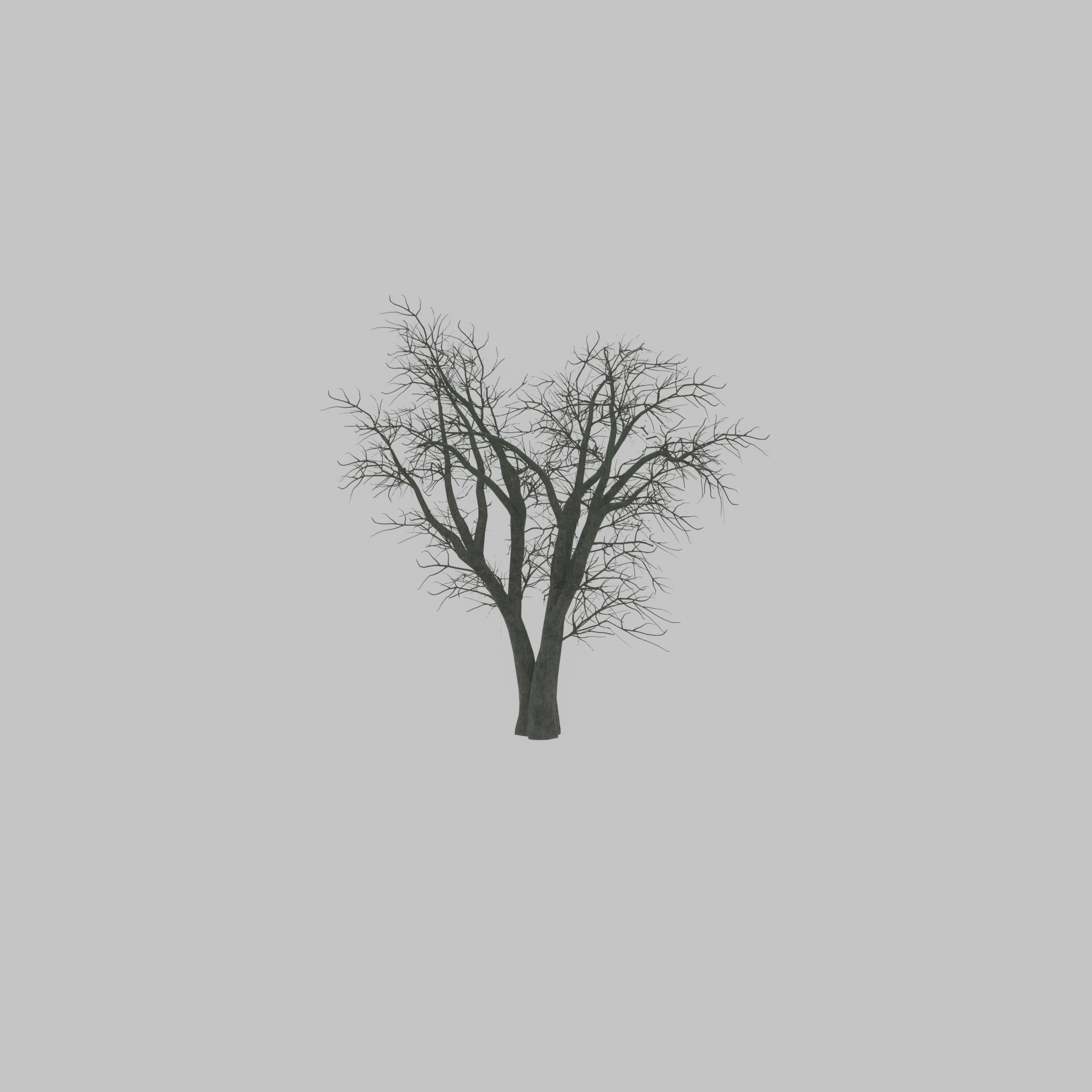Japanese pagoda tree winter 16000mm Low-poly 3D model_28