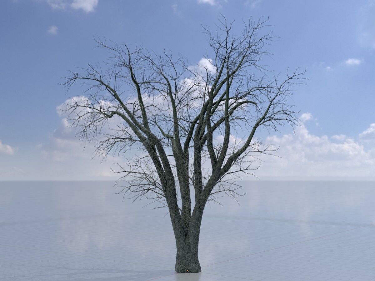 Japanese pagoda tree winter 16000mm Low-poly 3D model_4