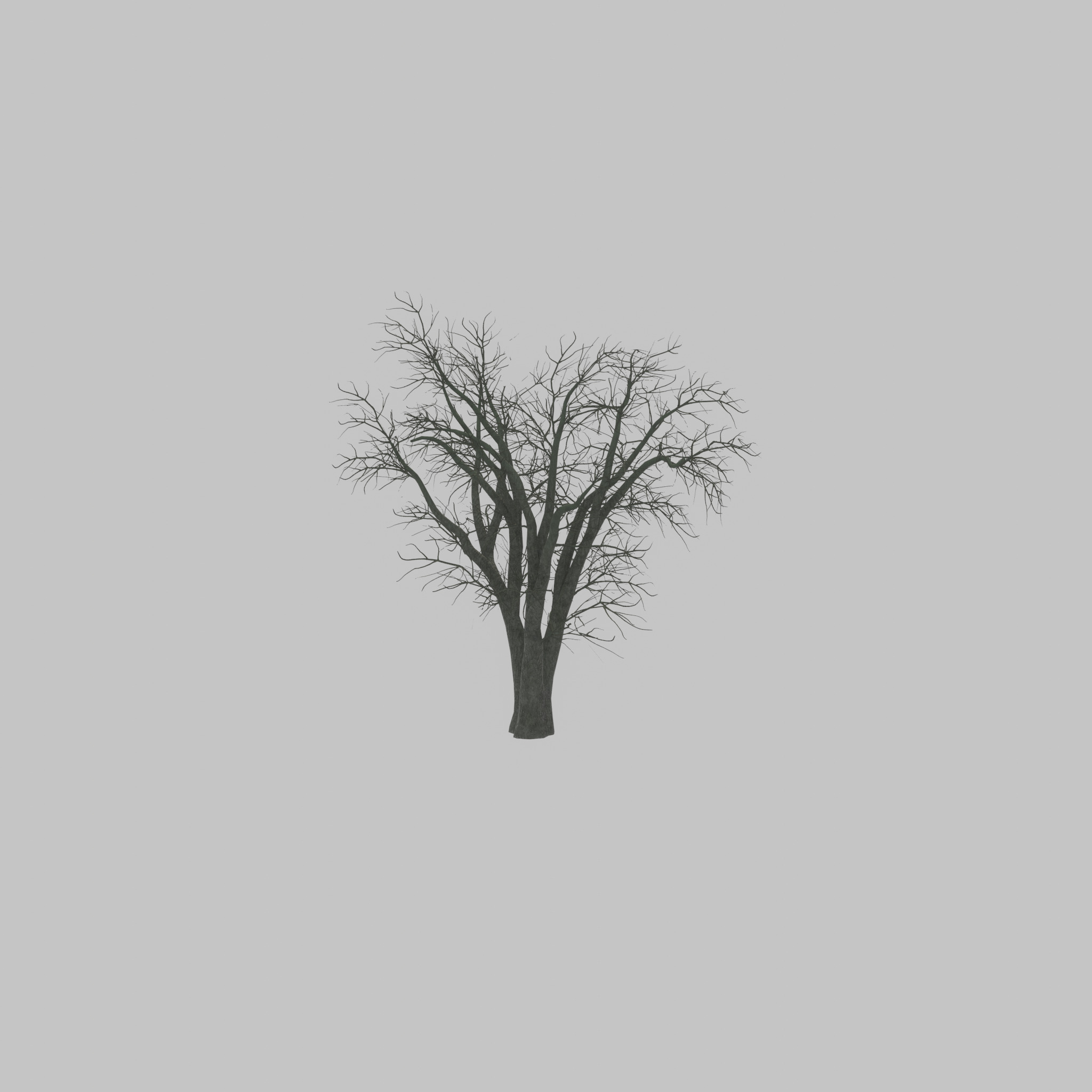 Japanese pagoda tree winter 16000mm Low-poly 3D model_30