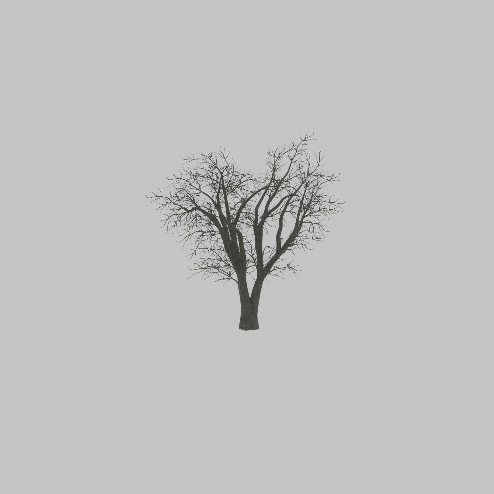 Japanese pagoda tree winter 16000mm Low-poly 3D model_47