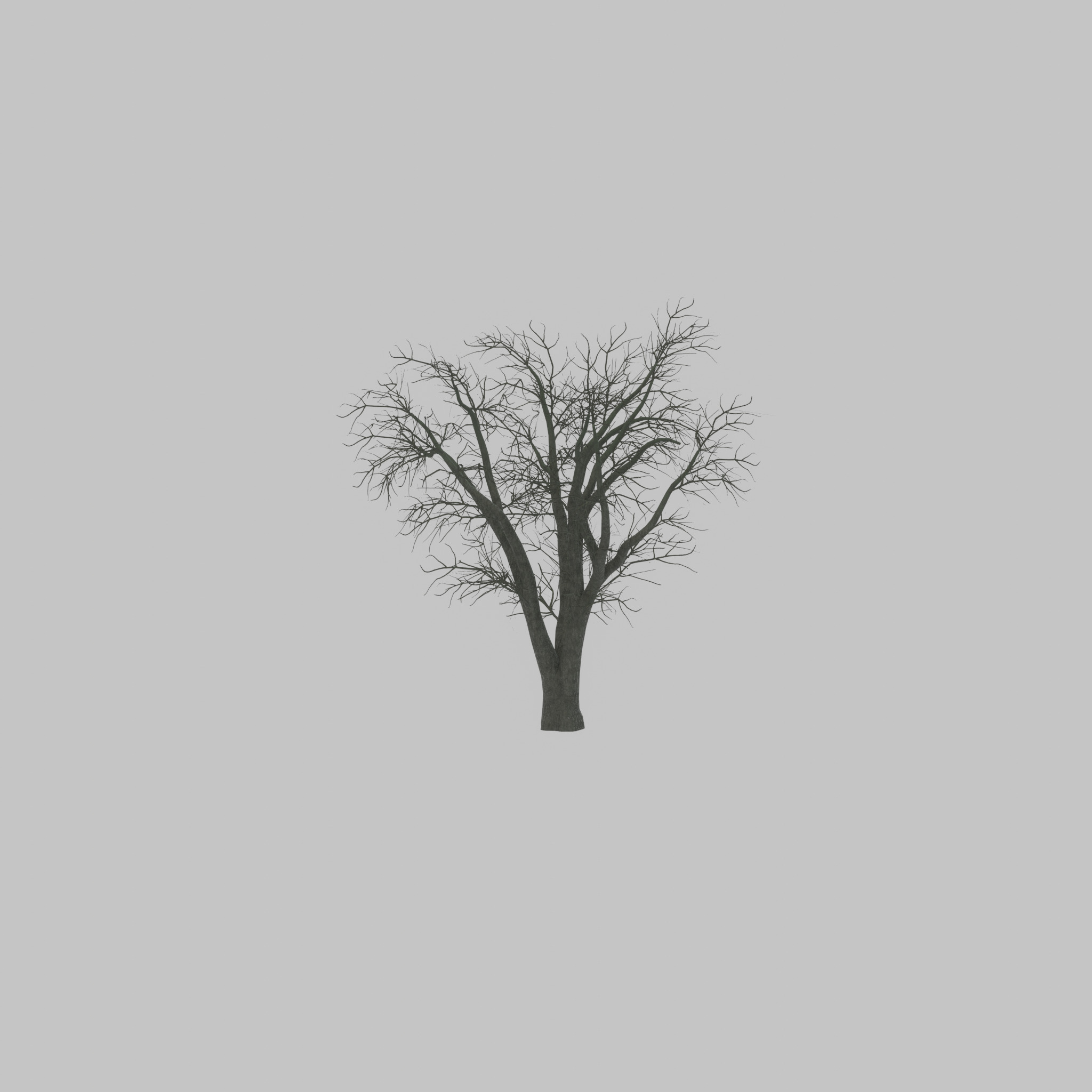 Japanese pagoda tree winter 16000mm Low-poly 3D model_21