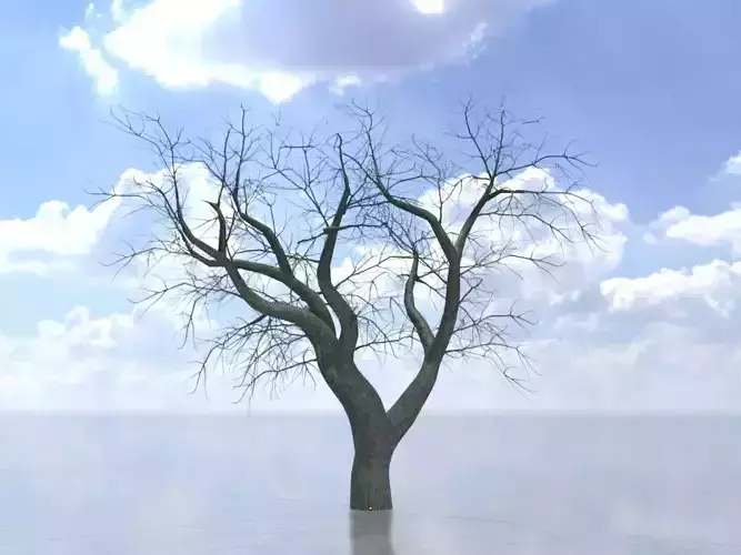 Japanese pagoda tree winter 21000mm