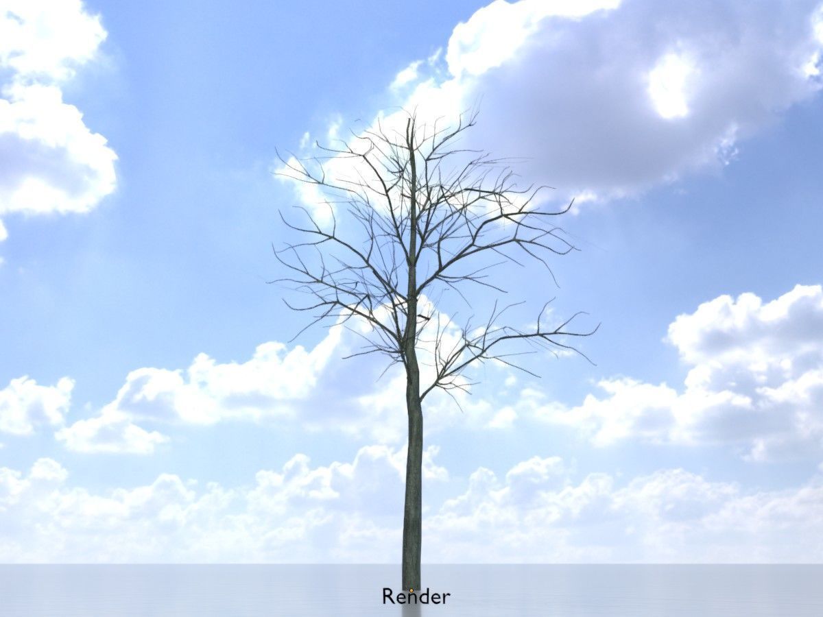 Japanese pagoda tree winter package 3D Model Collection_85