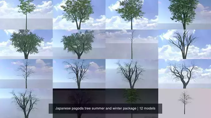 Japanese pagoda tree summer and winter package
