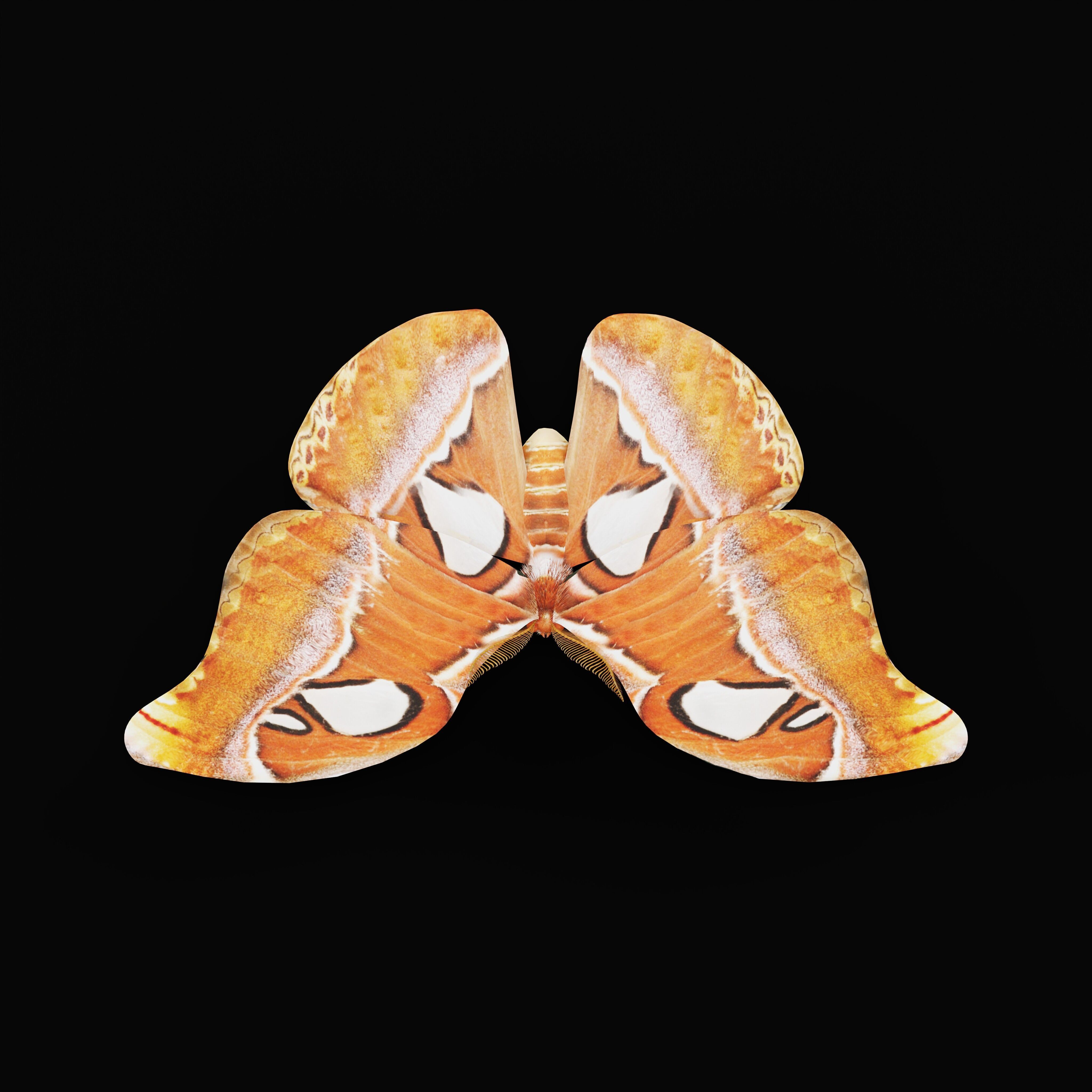 Atlas Moth Butterfly Low-poly 3D model_38