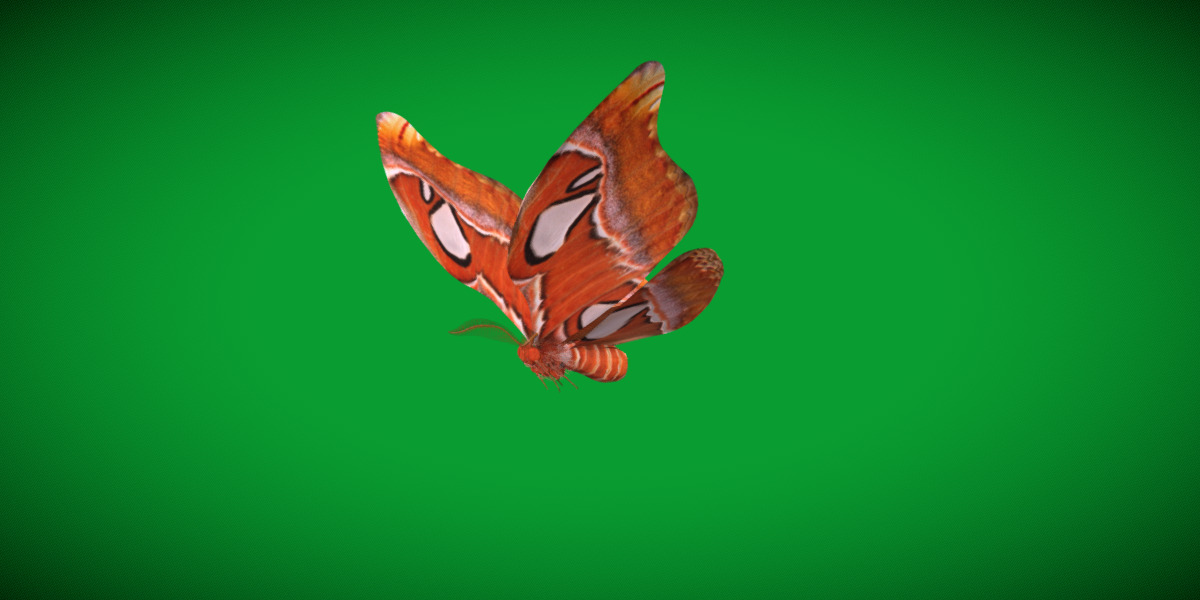 Atlas Moth Butterfly Low-poly 3D model_28