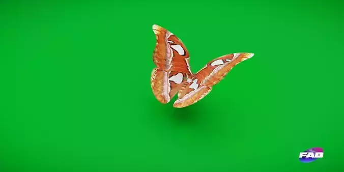 Atlas Moth Butterfly Low-poly 3D model