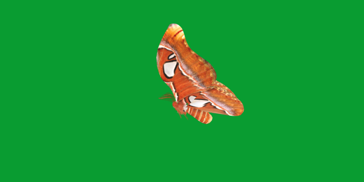 Atlas Moth Butterfly Low-poly 3D model_25