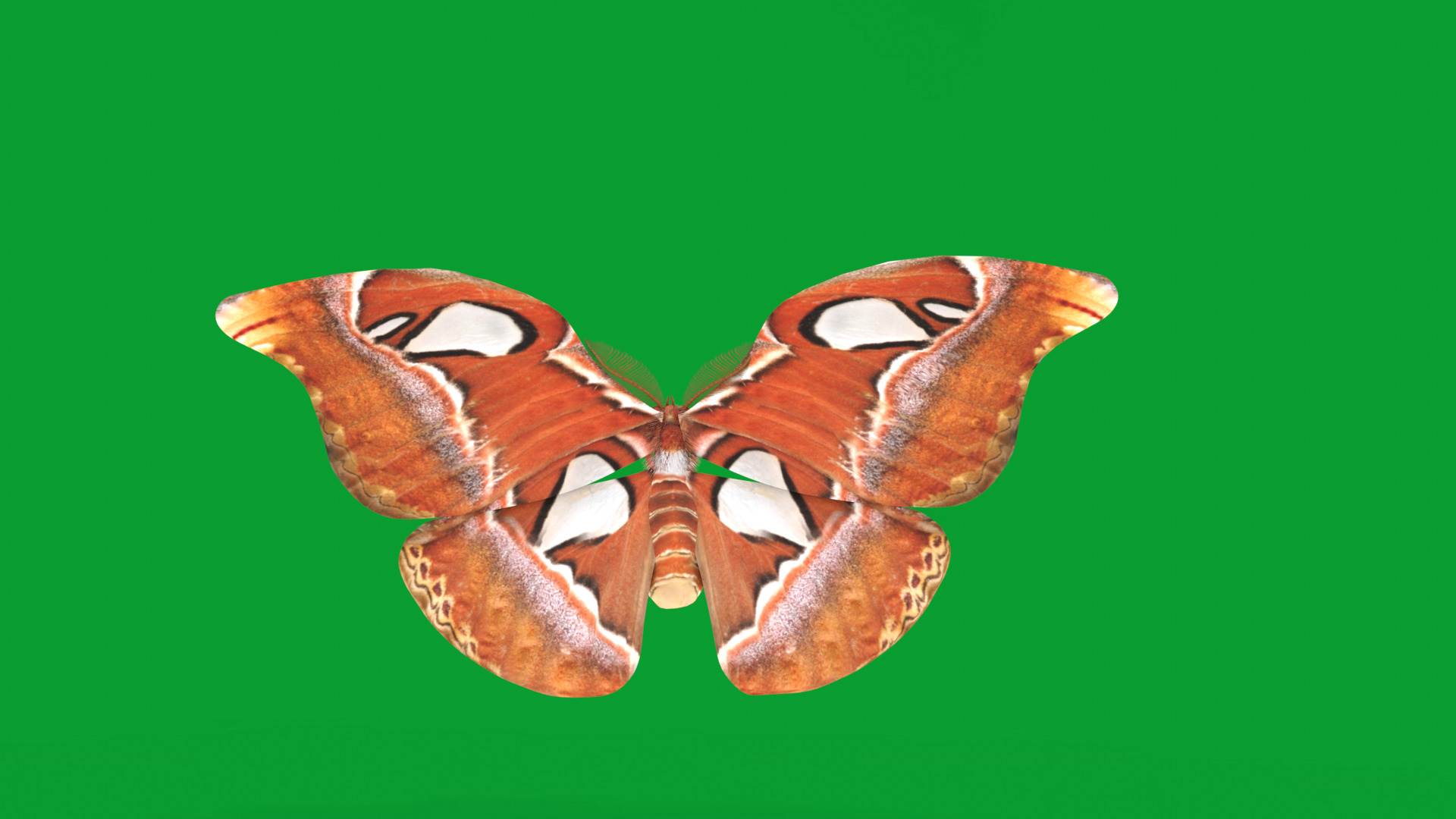 Atlas Moth Butterfly Low-poly 3D model_4
