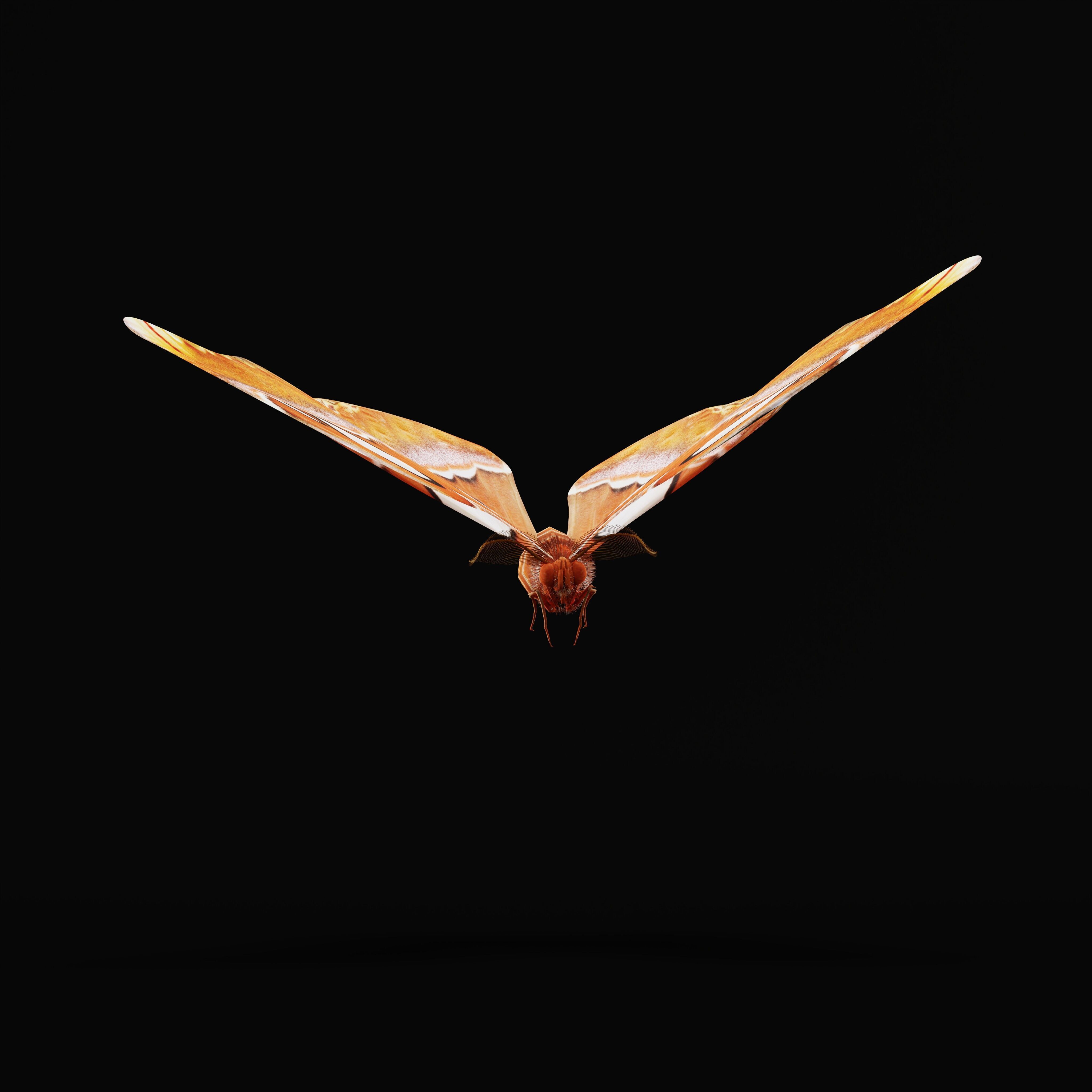 Atlas Moth Butterfly Low-poly 3D model_33