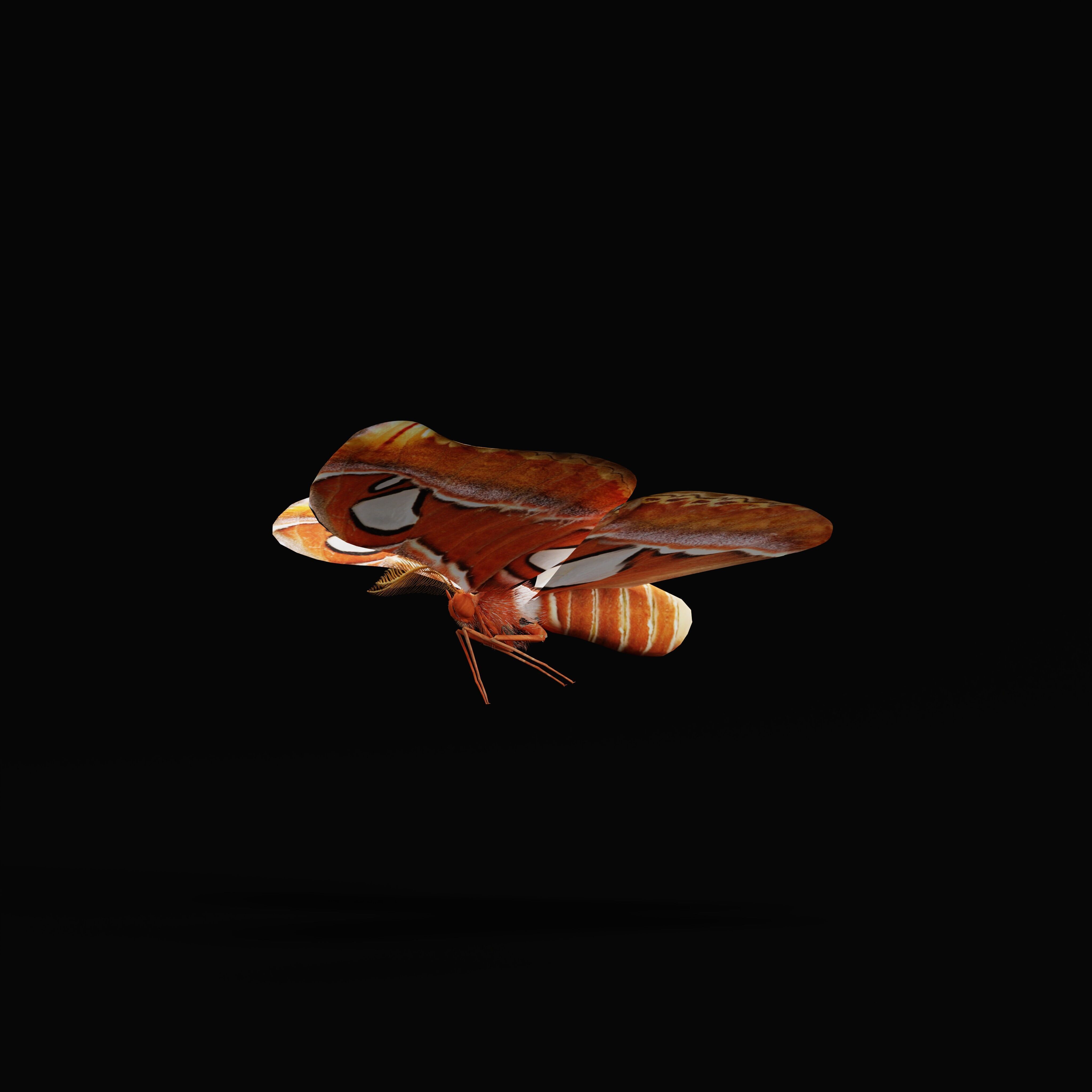 Atlas Moth Butterfly Low-poly 3D model_35