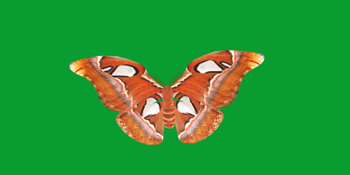 Atlas Moth Butterfly Low-poly 3D model_16