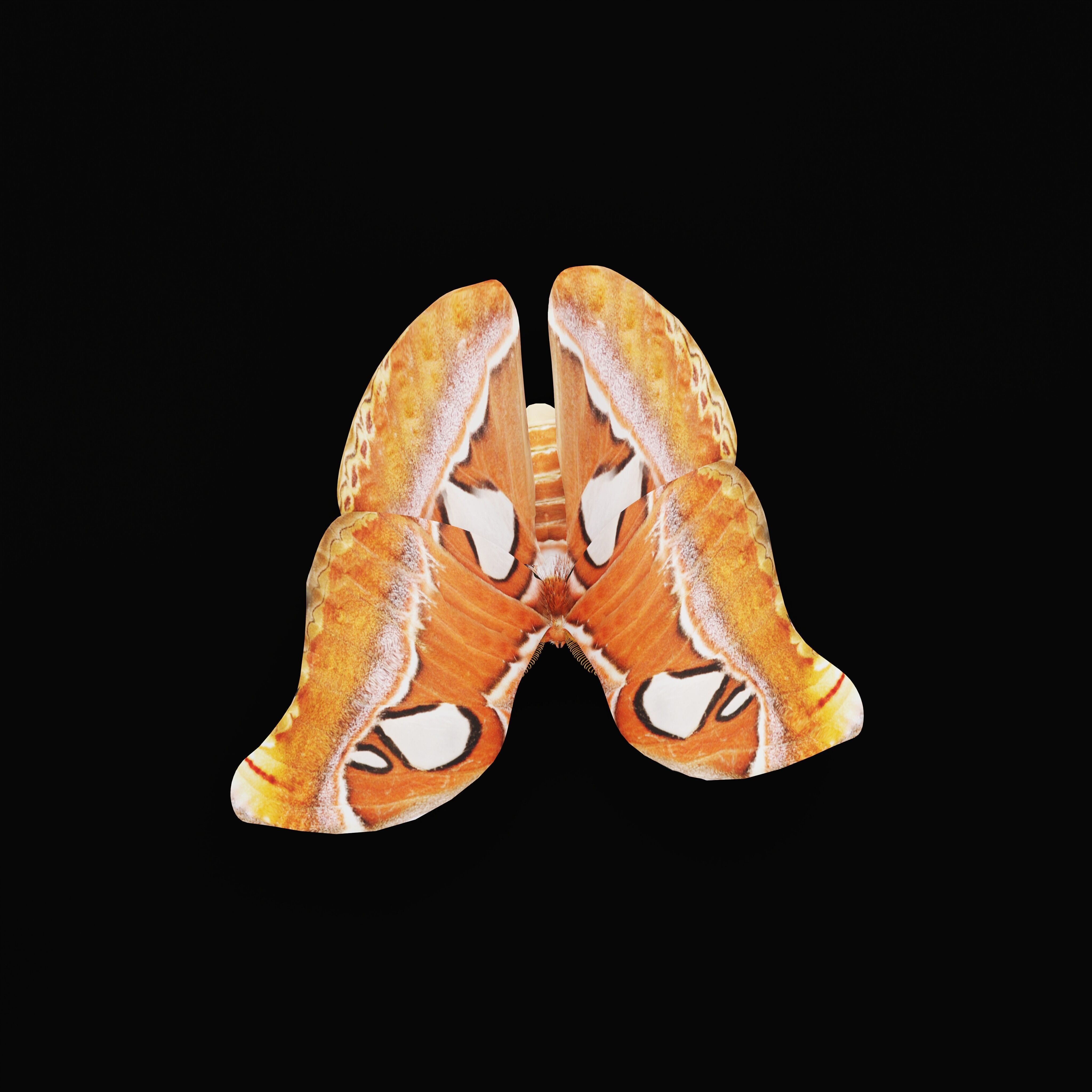Atlas Moth Butterfly Low-poly 3D model_37