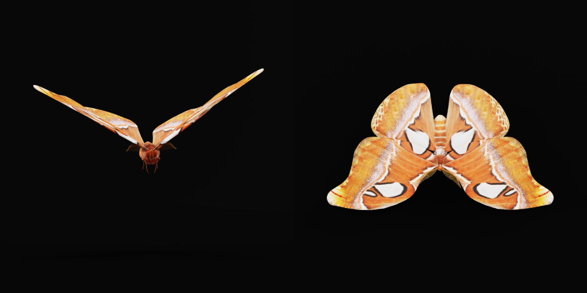 Atlas Moth Butterfly Low-poly 3D model_7