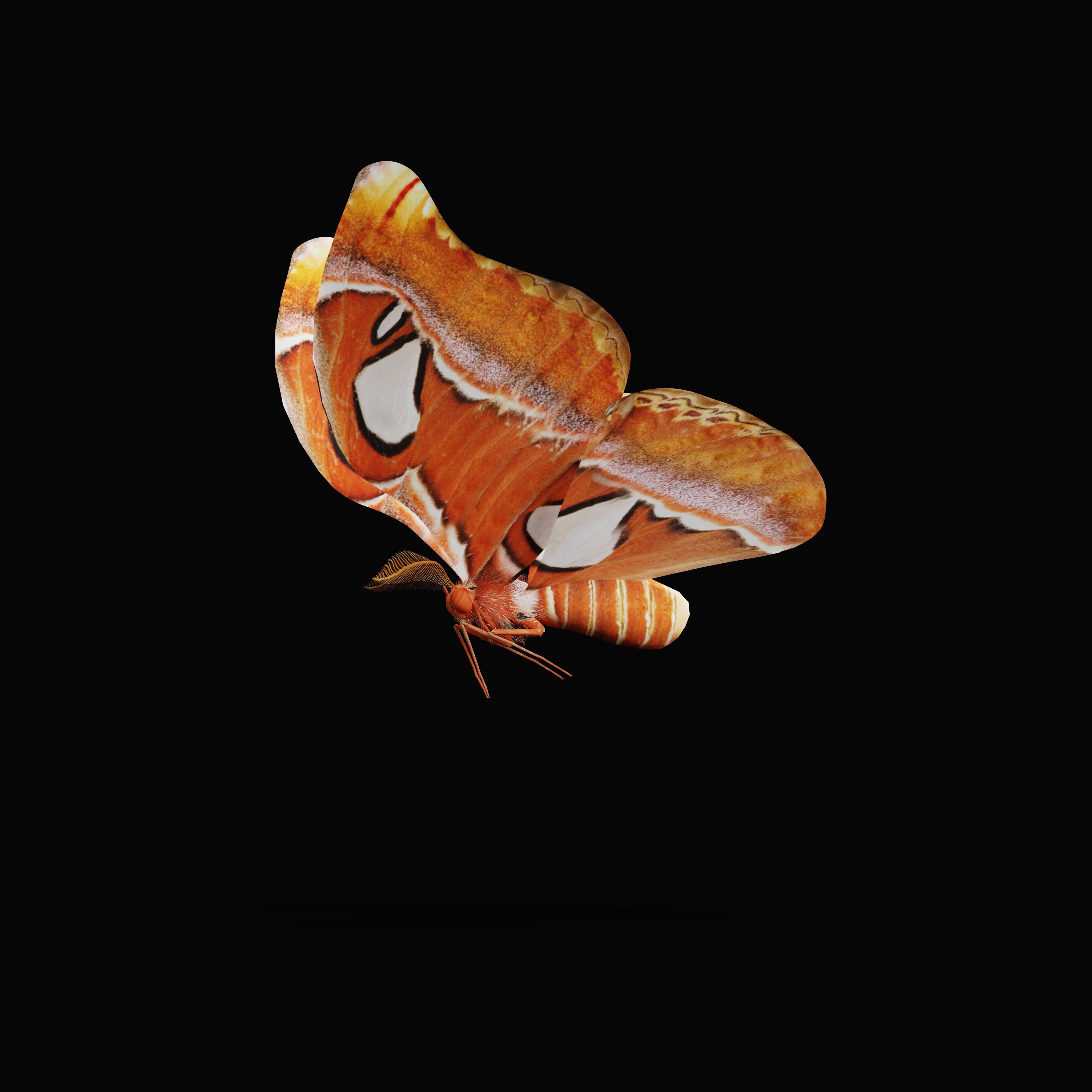 Atlas Moth Butterfly Low-poly 3D model_36