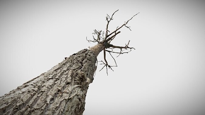 600-year-old dead oak - ENT 11 Free 3D model