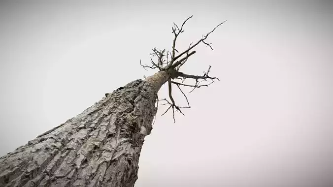 600-year-old dead oak - ENT 11 Free 3D model