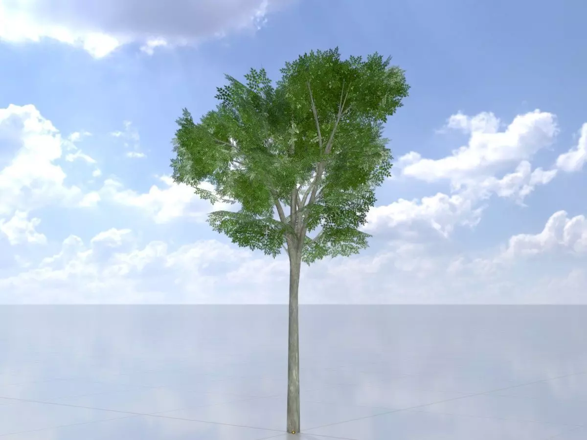 Persian walnut tree summer 2000mm Low-poly 3D model