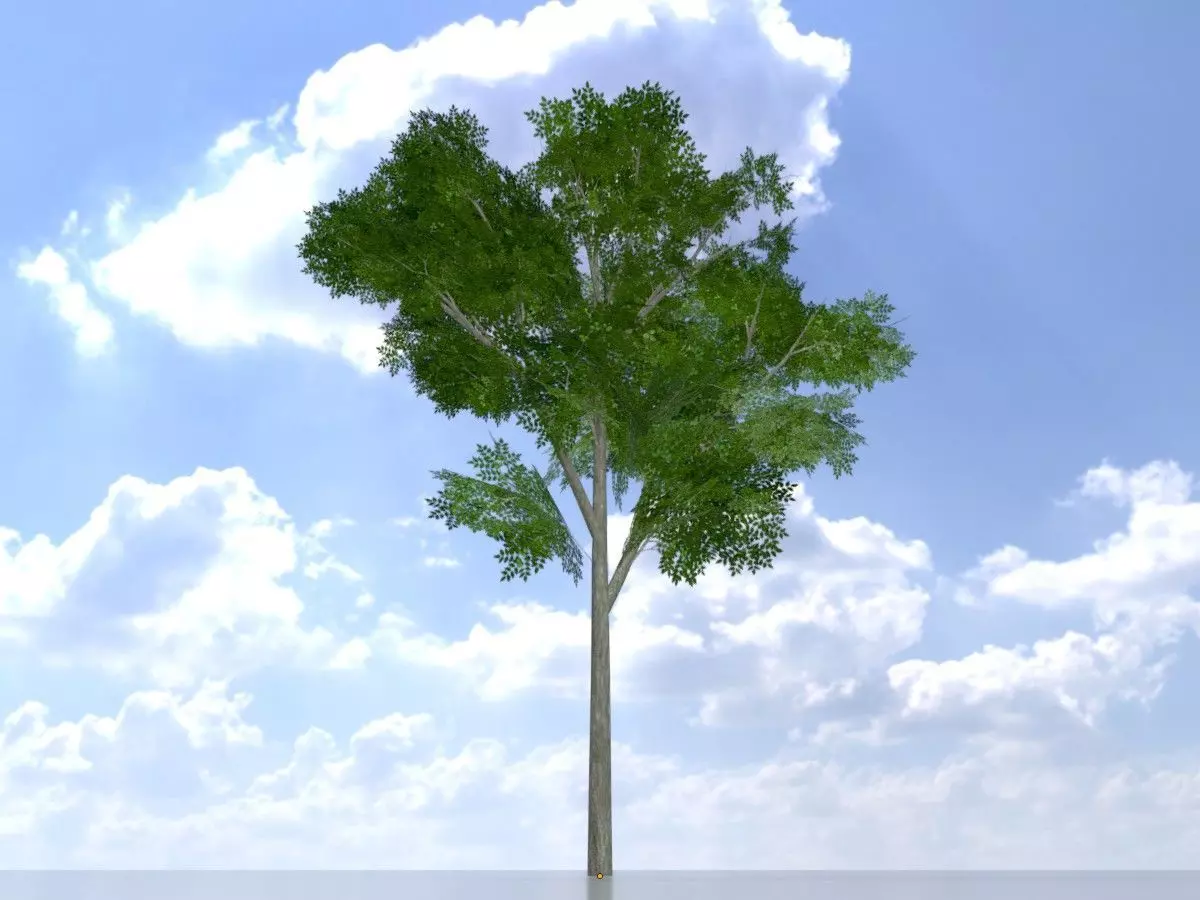 Persian walnut tree summer 5000mm Low-poly 3D model