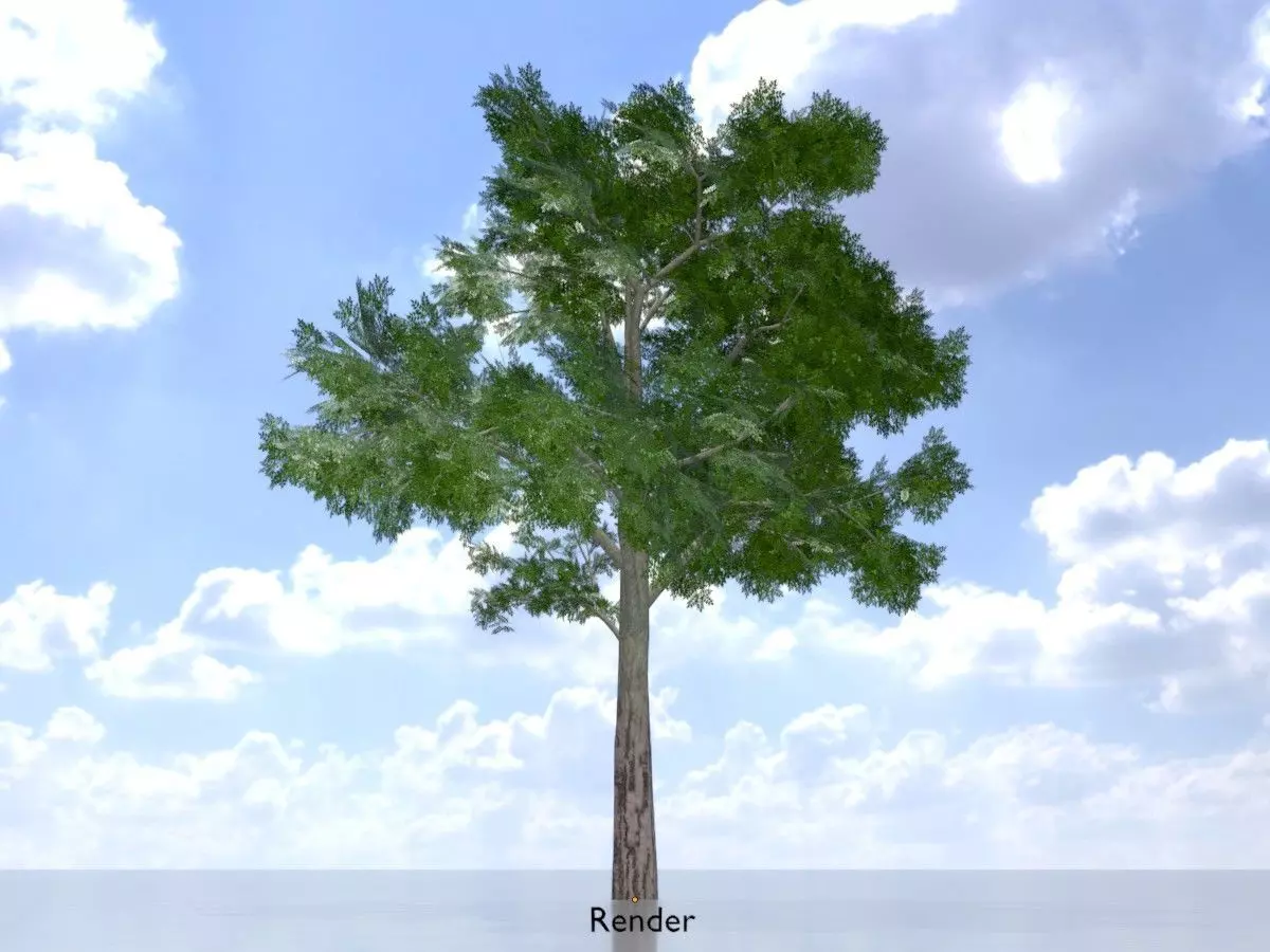 Persian walnut tree summer 8000mm Low-poly 3D model