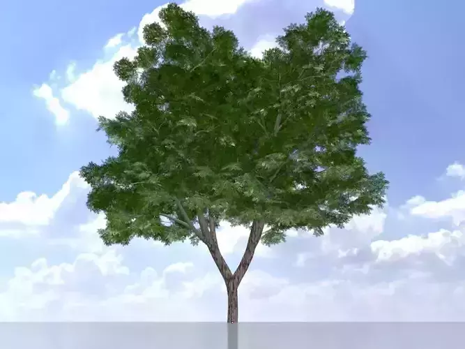 Persian walnut tree summer 12000mm Low-poly 3D model