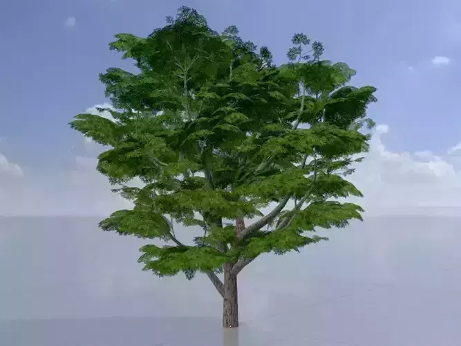 Persian walnut tree summer 30000mm Low-poly 3D model
