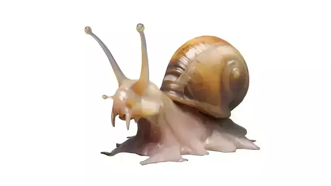 snail 